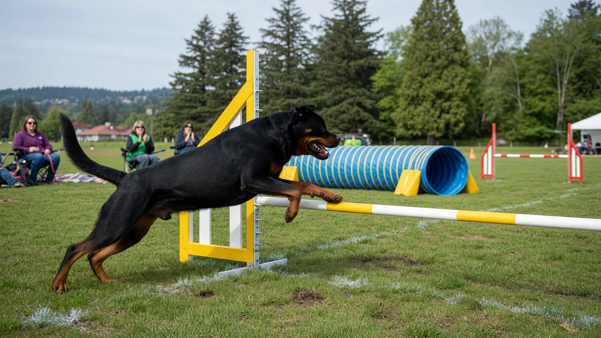 Where Can I Find Dog Sports, Agility Classes, and Dock Diving in Greater Victoria?