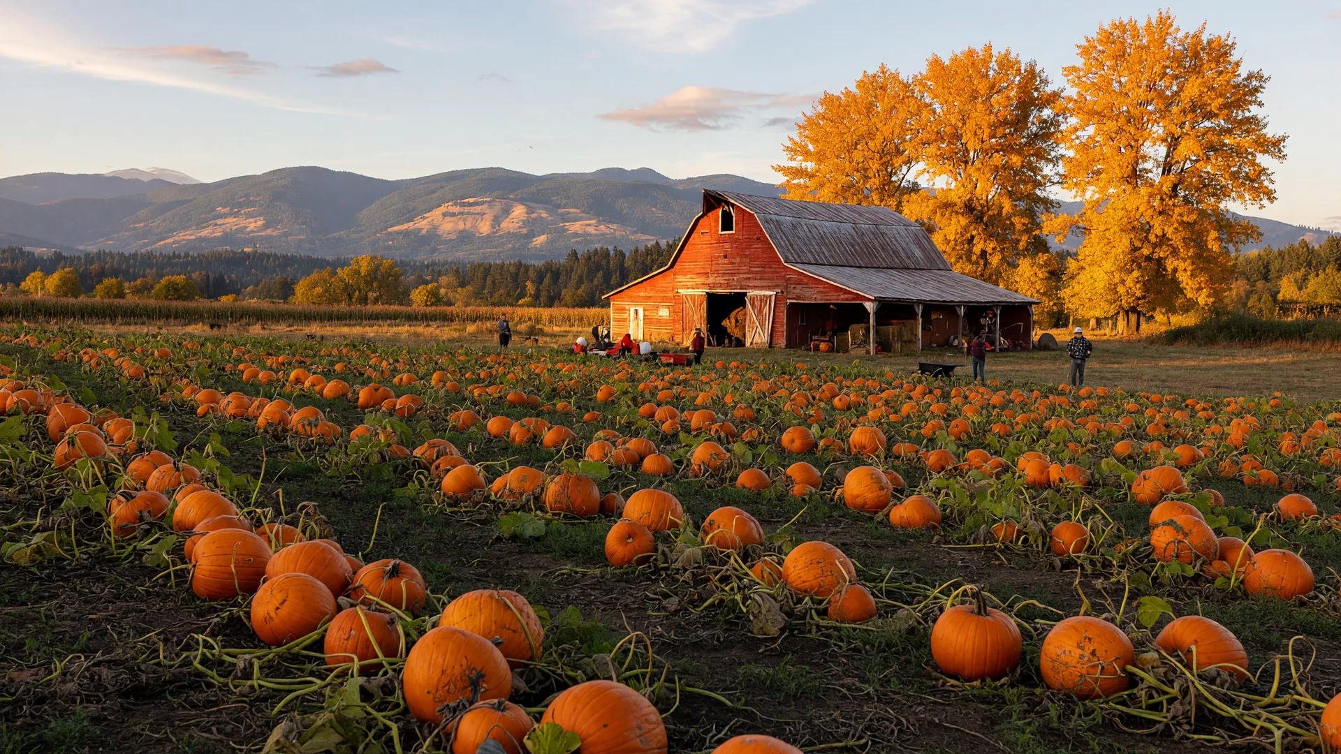 Rows of pumpkins stretching toward a red barn and golden maple trees at a Pacific Northwest pumpkin patch
