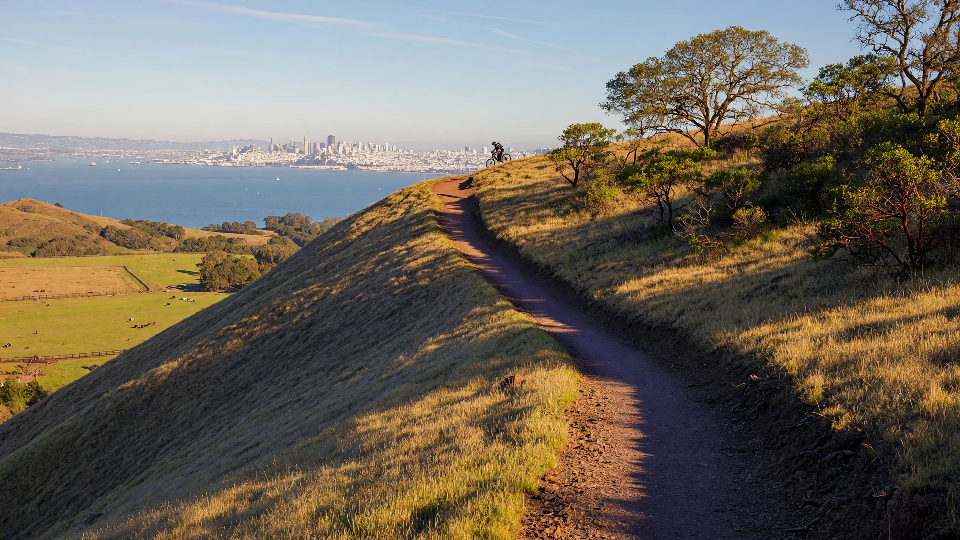 A golden oak and manzanita singletrack trail winding along a Marin County ridgeline at sunset, with the bay far below