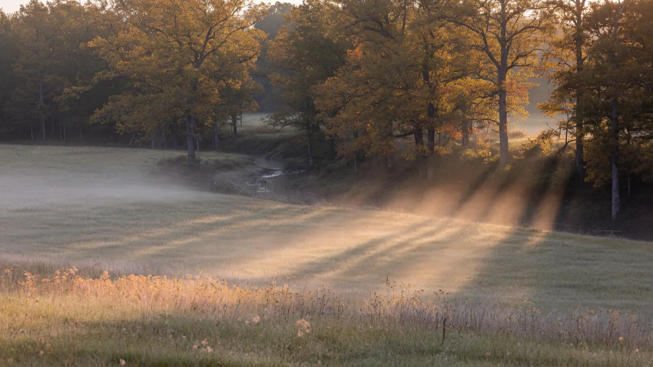 Misty sunrise over a Northeast Texas hunting landscape with golden autumn light breaking through hardwood treeline