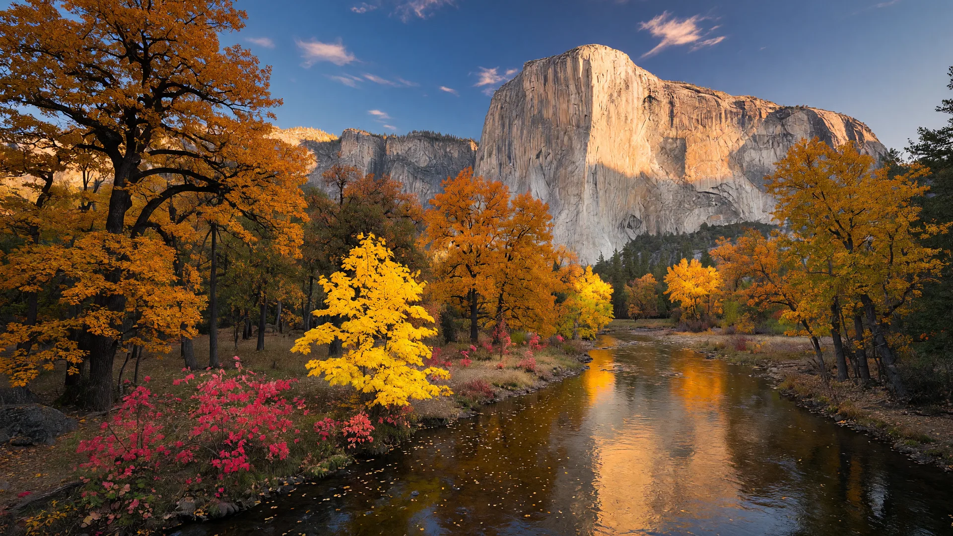 The Merced River in Yosemite Valley in late October at or near peak fall color, black oaks turning golden-orange and bigleaf maples glowing yellow along the water, early red dogwoods, El Capitan glowing in late afternoon light
