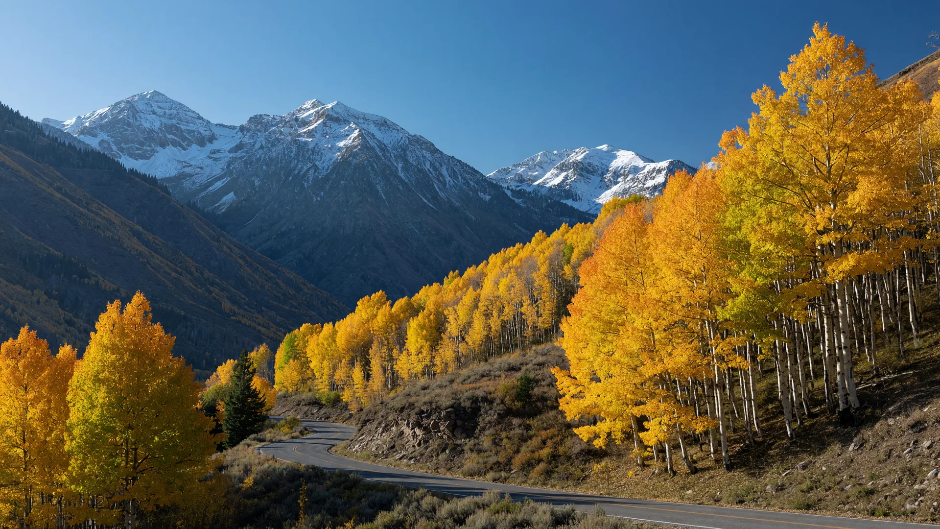 Golden aspen trees on a Utah mountainside at peak autumn color, with snow-dusted Wasatch peaks behind