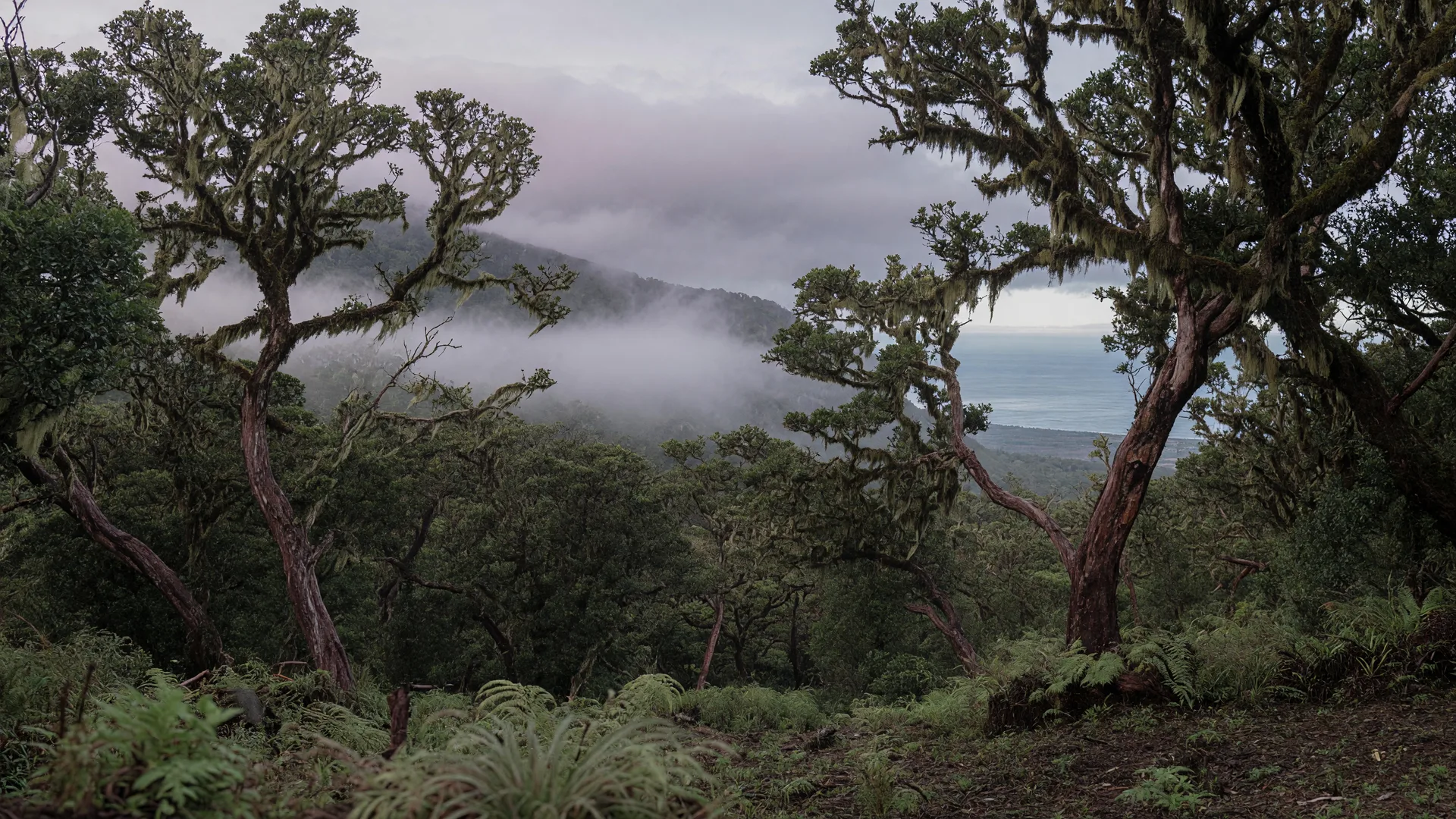 Ancient ʻōhiʻa forest on the upper slopes of Mauna Loa in Kaʻū, with low clouds drifting through the trees