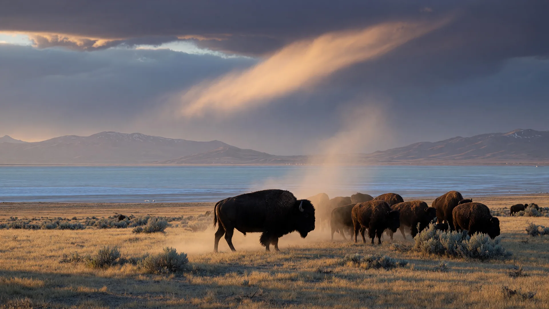 Antelope Island and the Bison Herd: A Complete Visitor's Guide