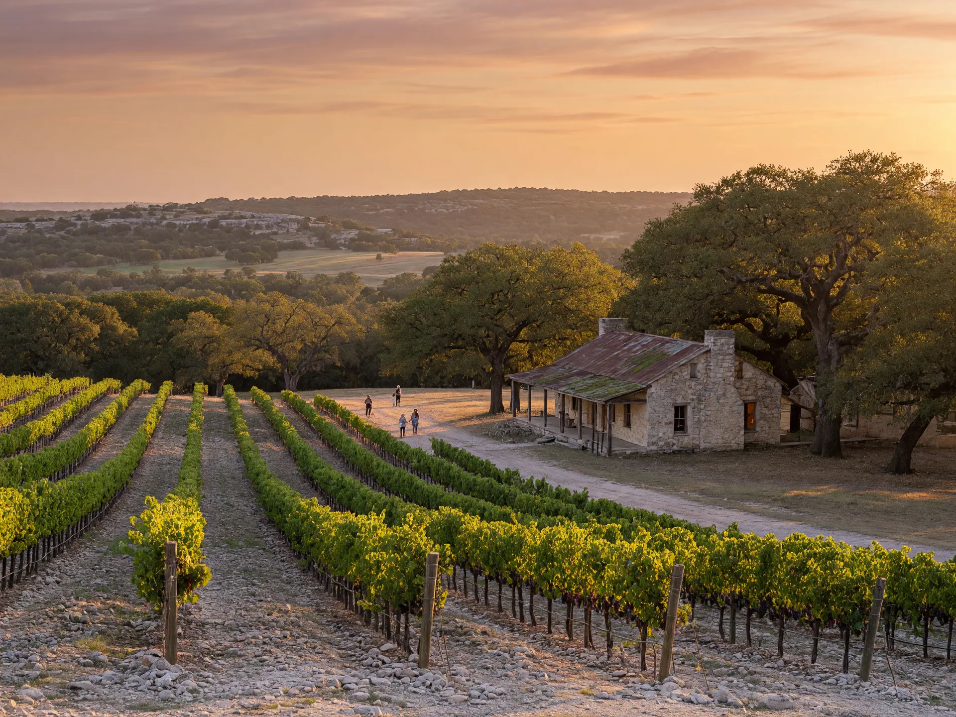 Golden-hour vineyard rows descending a limestone slope in the Texas Hill Country
