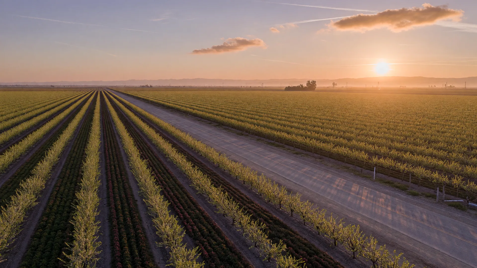 Golden hour farmland and orchards across the Central Valley near Merced