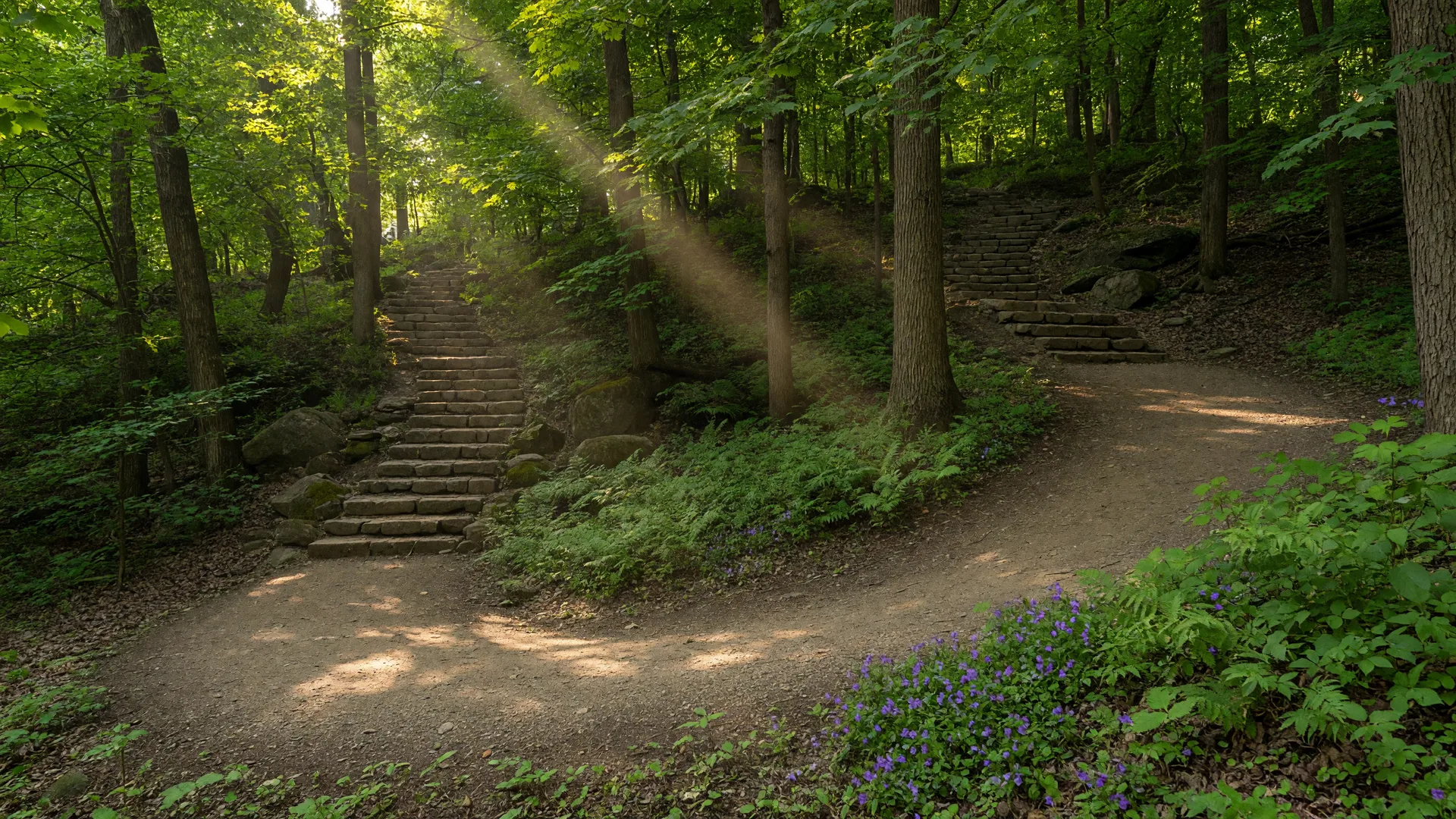 A sun-dappled forest path winding through Hills and Dales MetroPark in Kettering Ohio with stone staircases, mature trees, and lush green summer foliage
