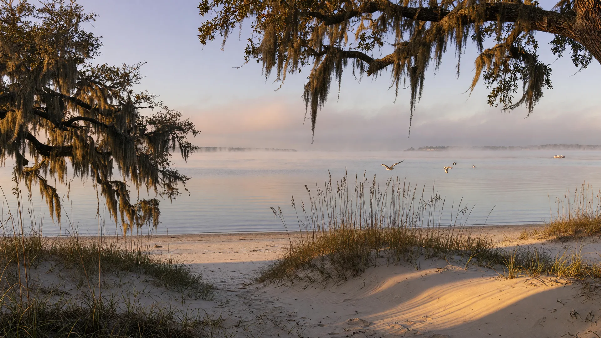 A calm winter morning on the Mississippi Gulf Coast, with sand dunes and sea oats in the foreground and live oaks draped in Spanish moss framing a misty Sound