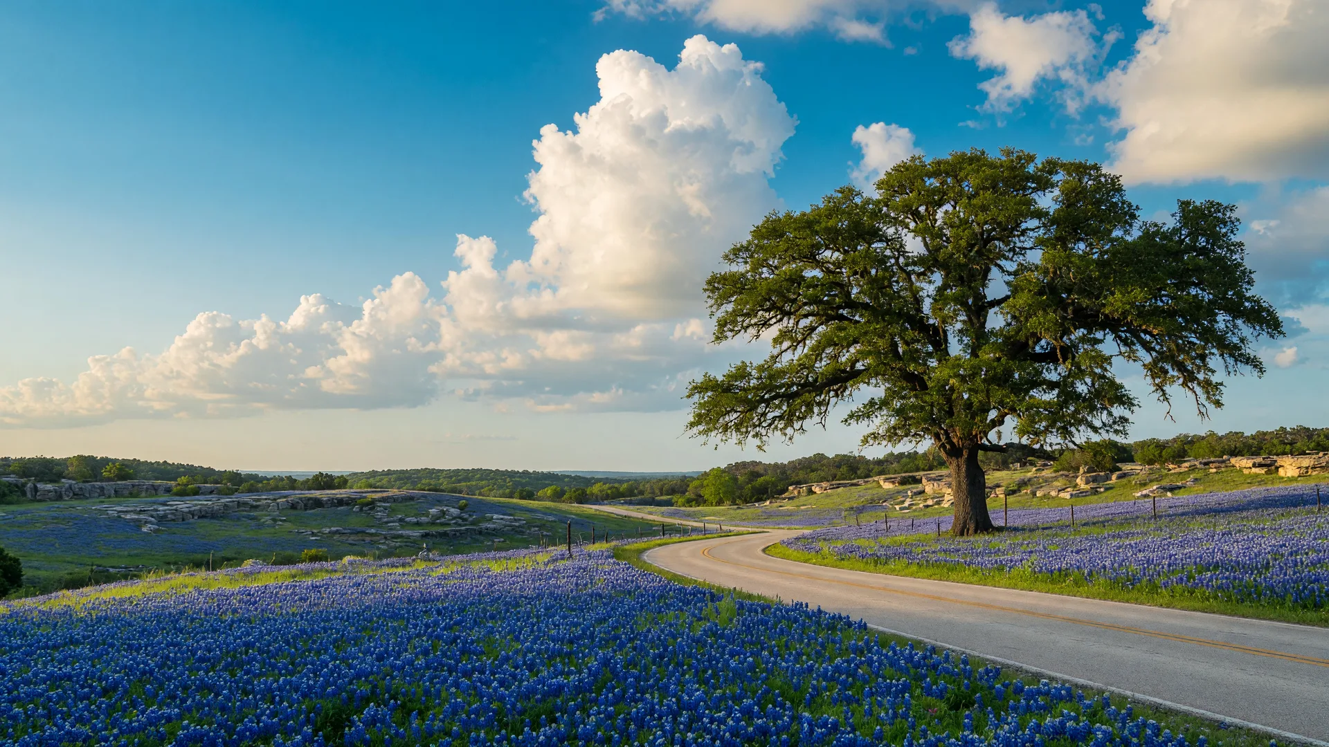 Bluebonnet superbloom lining a winding Texas Hill Country road