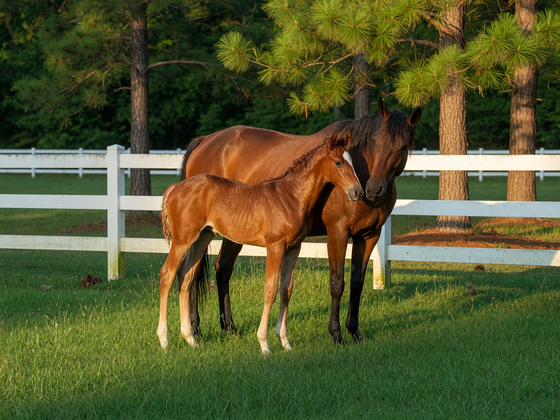 A full side profile of a young foal standing in a sunlit Aiken paddock with green grass and white fencing behind it