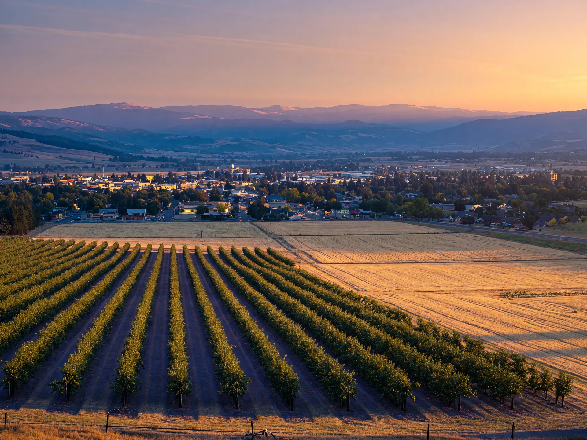 Golden-hour view across Medford's pear orchards toward the city lights and blue hills