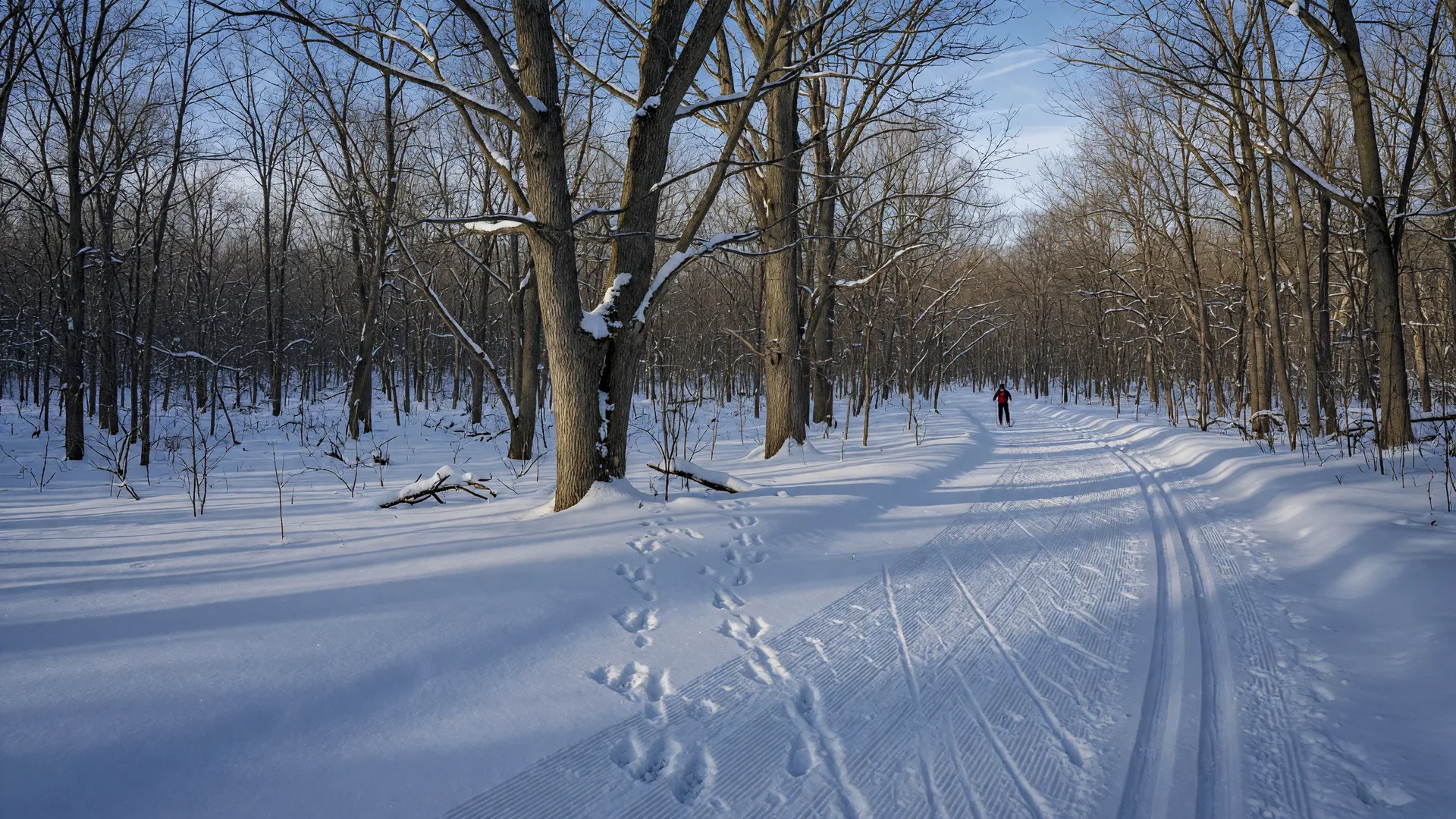 A cross-country skier gliding along groomed ski tracks through snow-covered Mid-Michigan woods