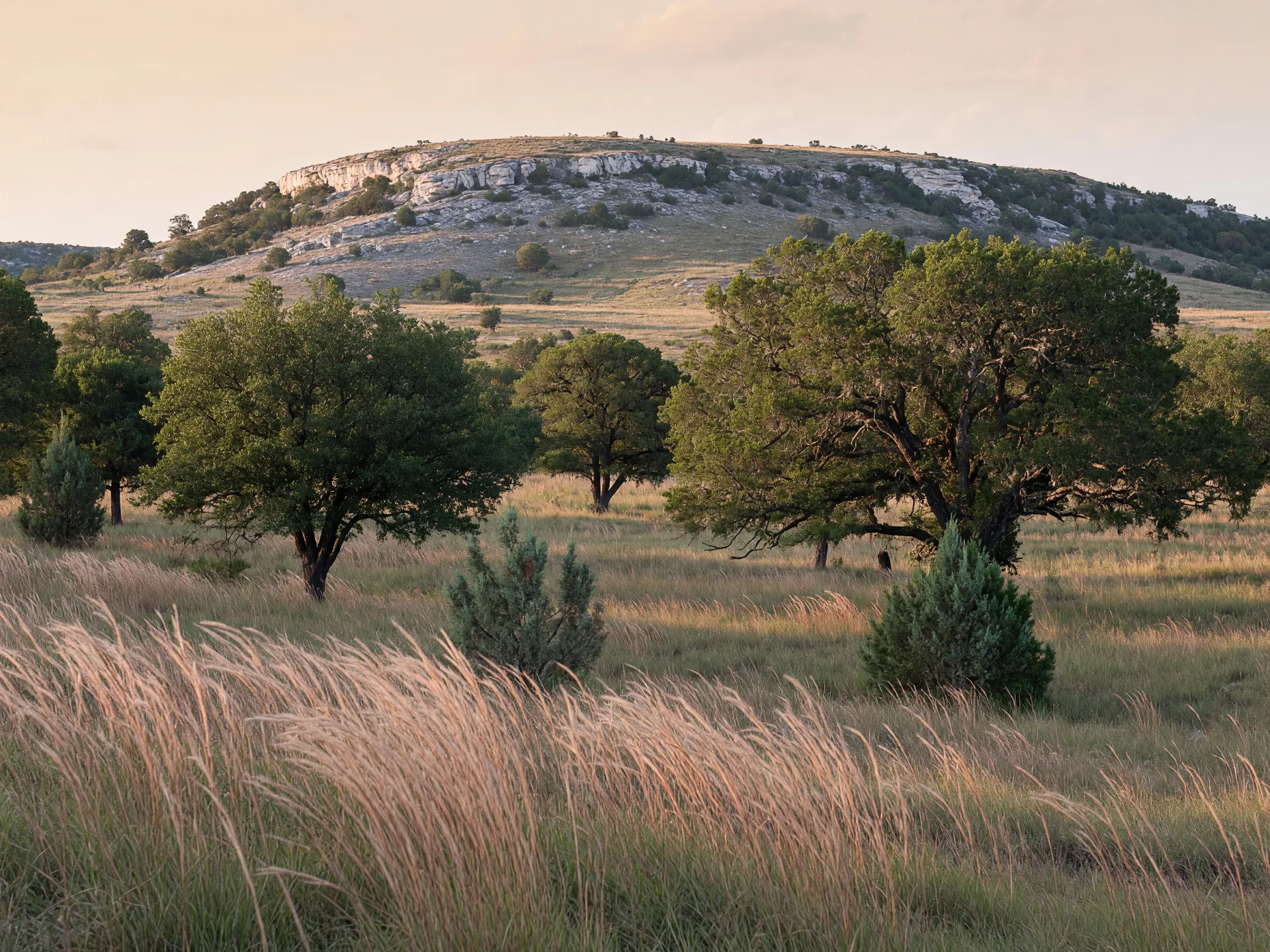Hill Country acreage with native grasses, live oaks, and limestone ridge that may qualify for agricultural or wildlife management tax valuation
