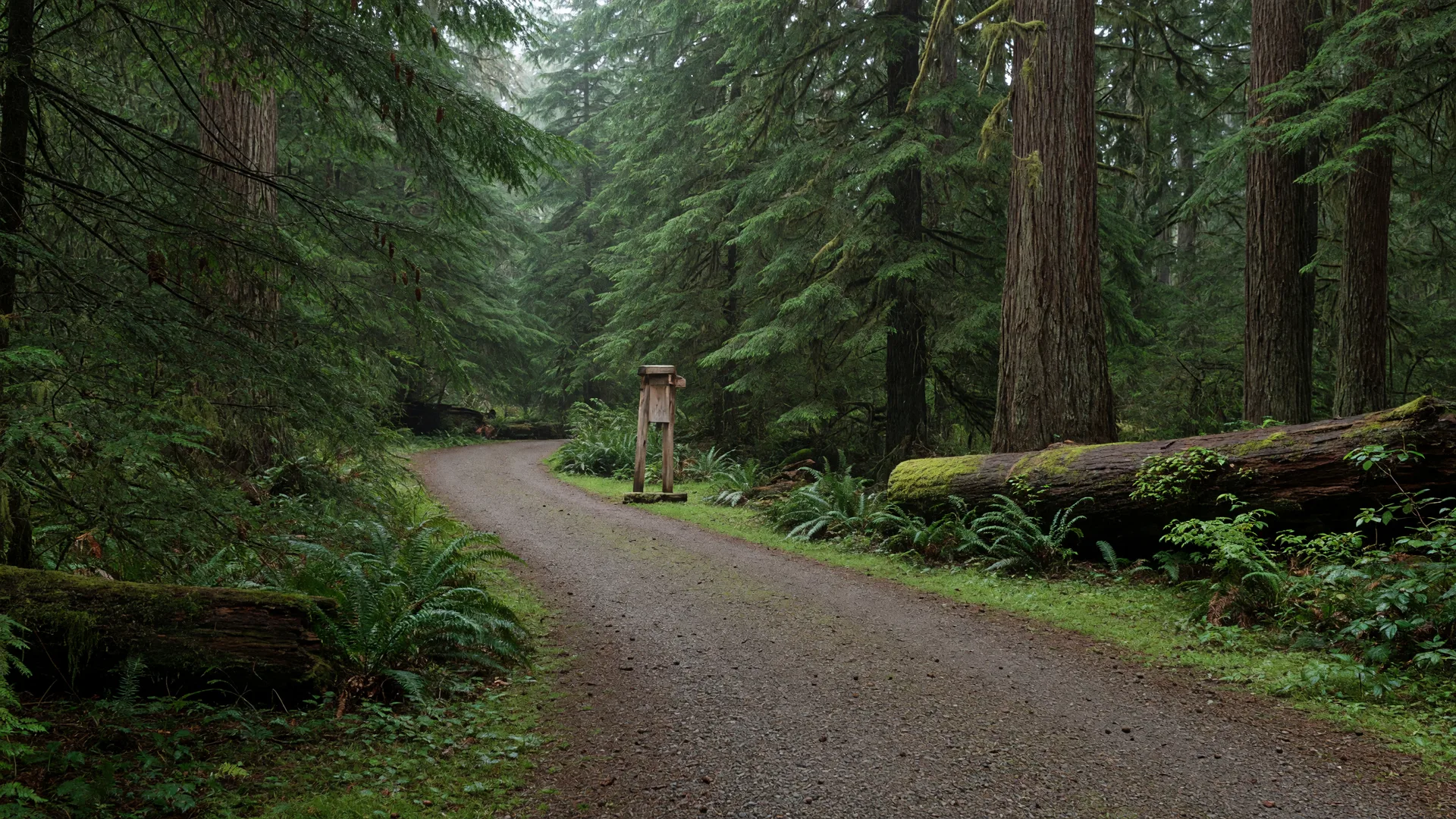 Are Dogs Allowed on the UVic Campus and the Trails Around It?
