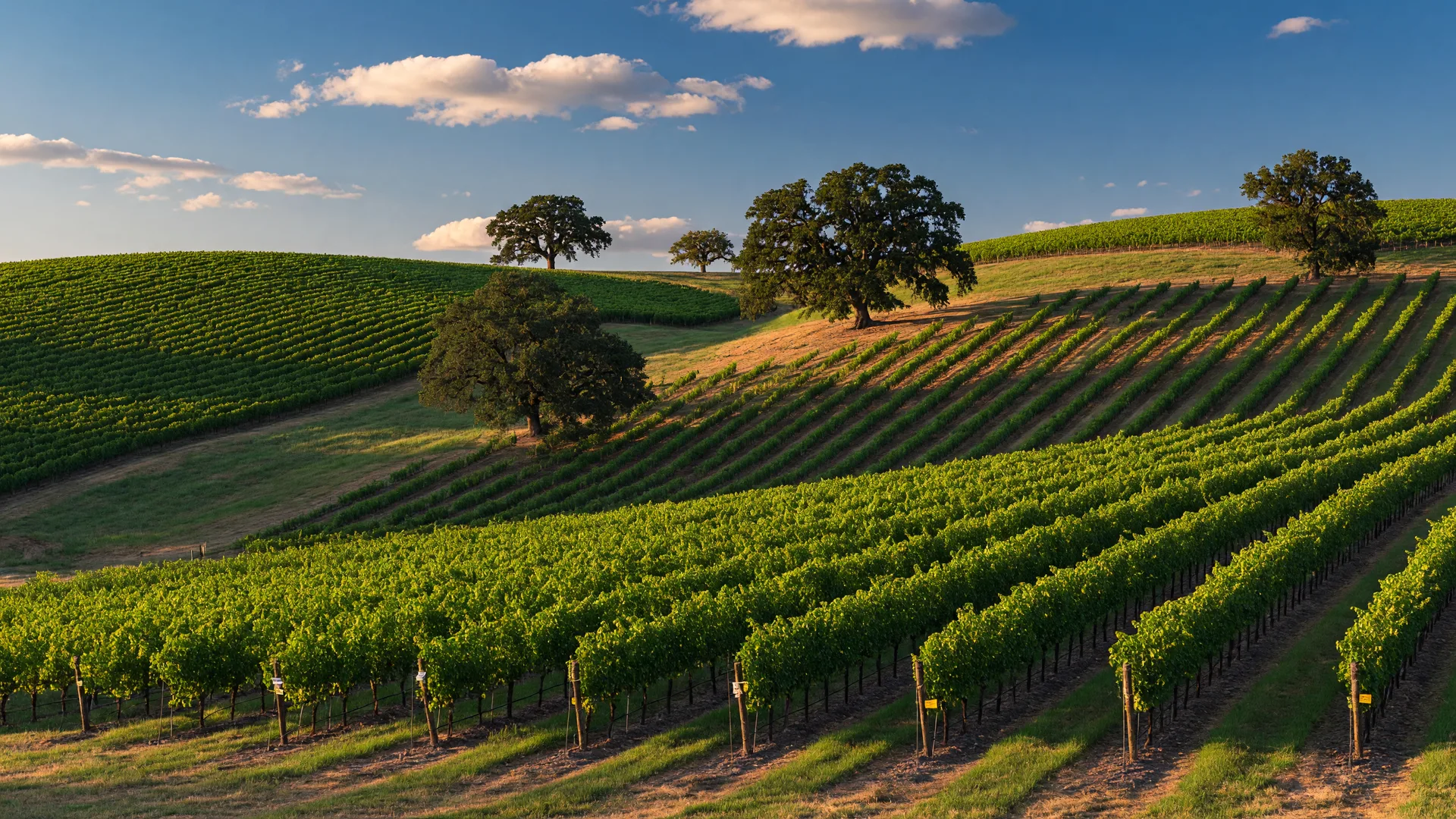 Rolling green vineyards of Yamhill County, Oregon wine country bathed in warm golden afternoon light — Willamette Valley homes for sale and real estate in McMinnville