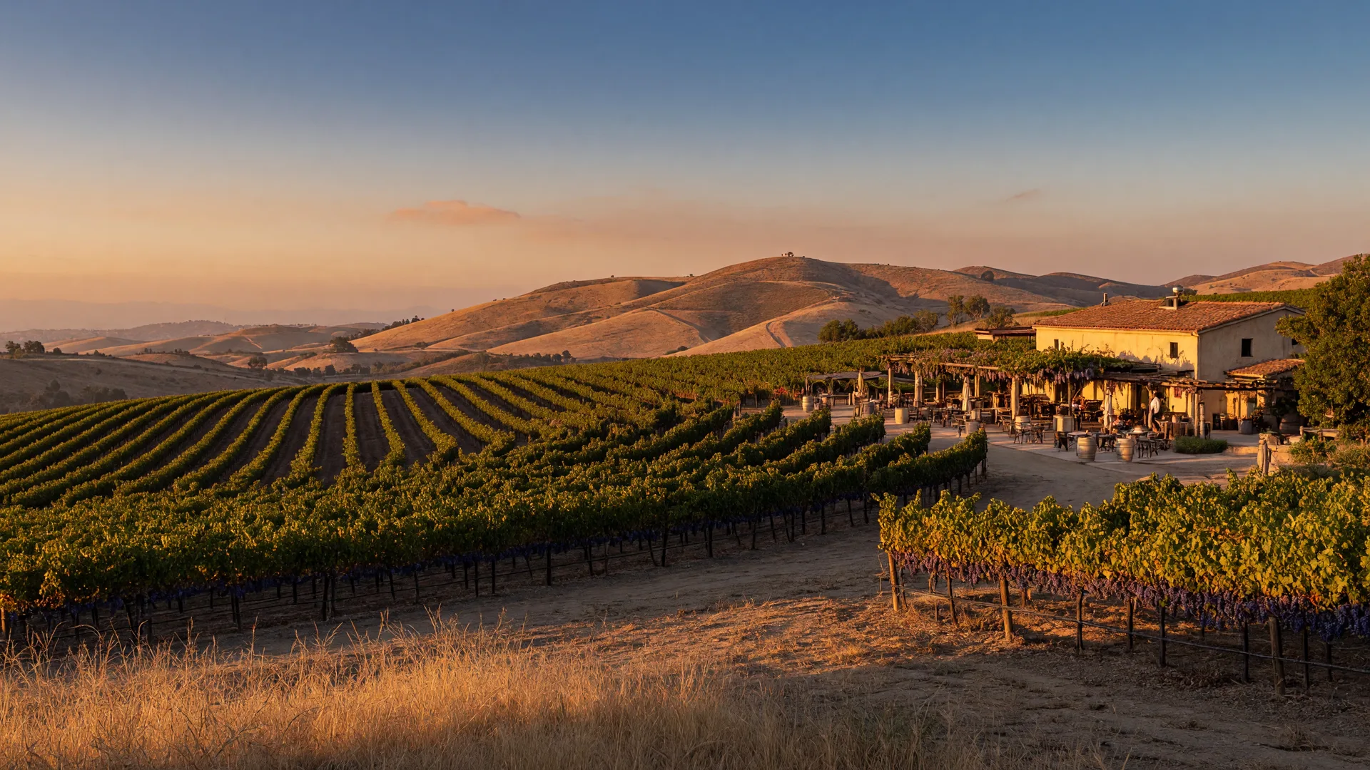 Golden vineyard rows in Temecula Valley wine country at sunset with a rustic winery among the vines