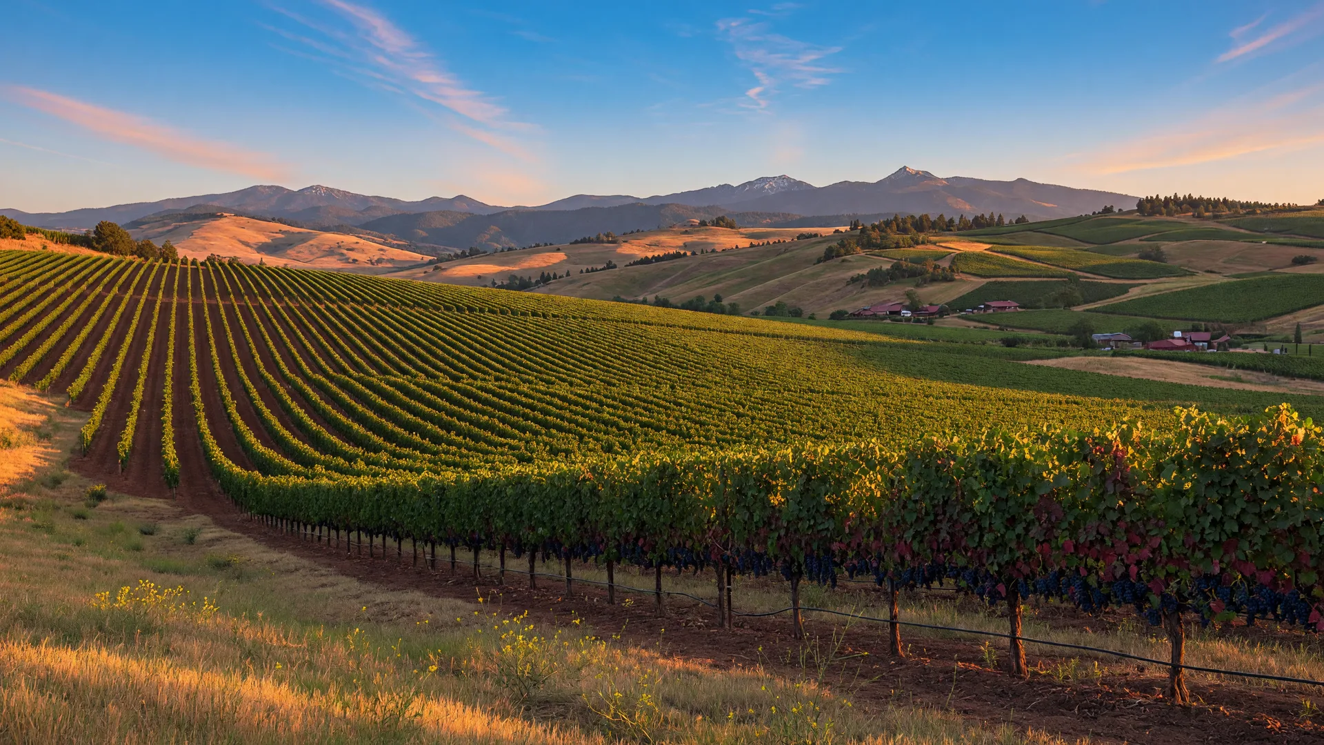 A vineyard in the Rogue Valley with mountains behind it