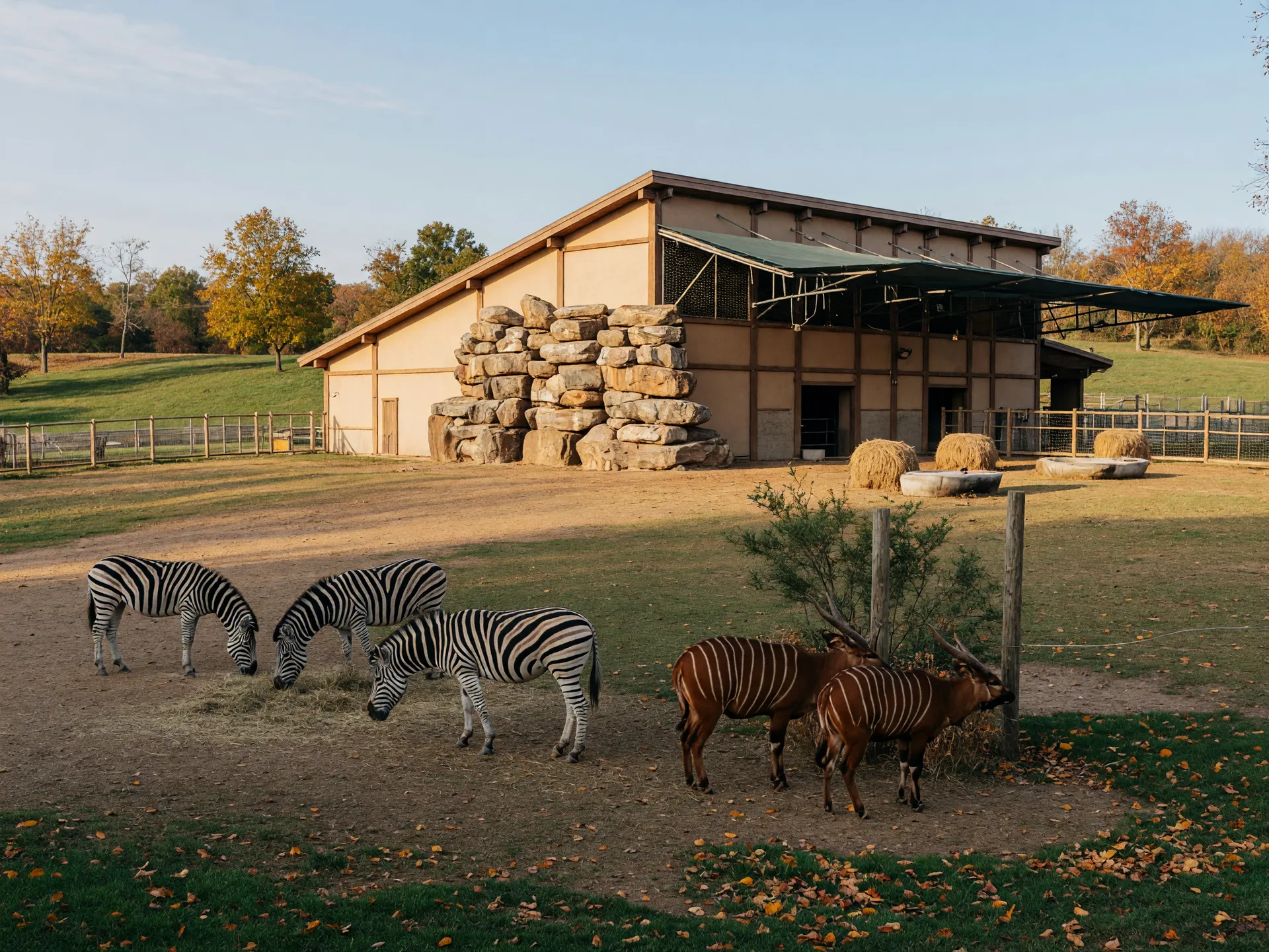 African Adventure paddock at Turtle Back Zoo in West Orange NJ with zebras and bongos grazing near a modern hoofstock barn with rockwork and shade structures on a warm autumn afternoon