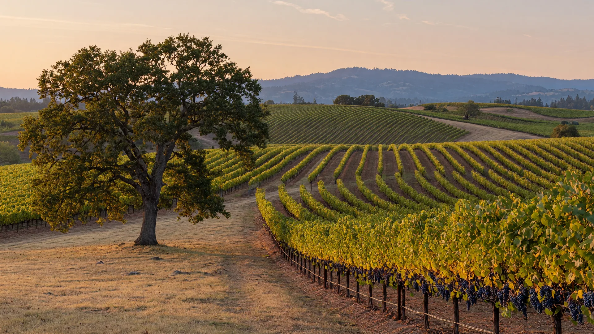 Sonoma County in Sonoma County