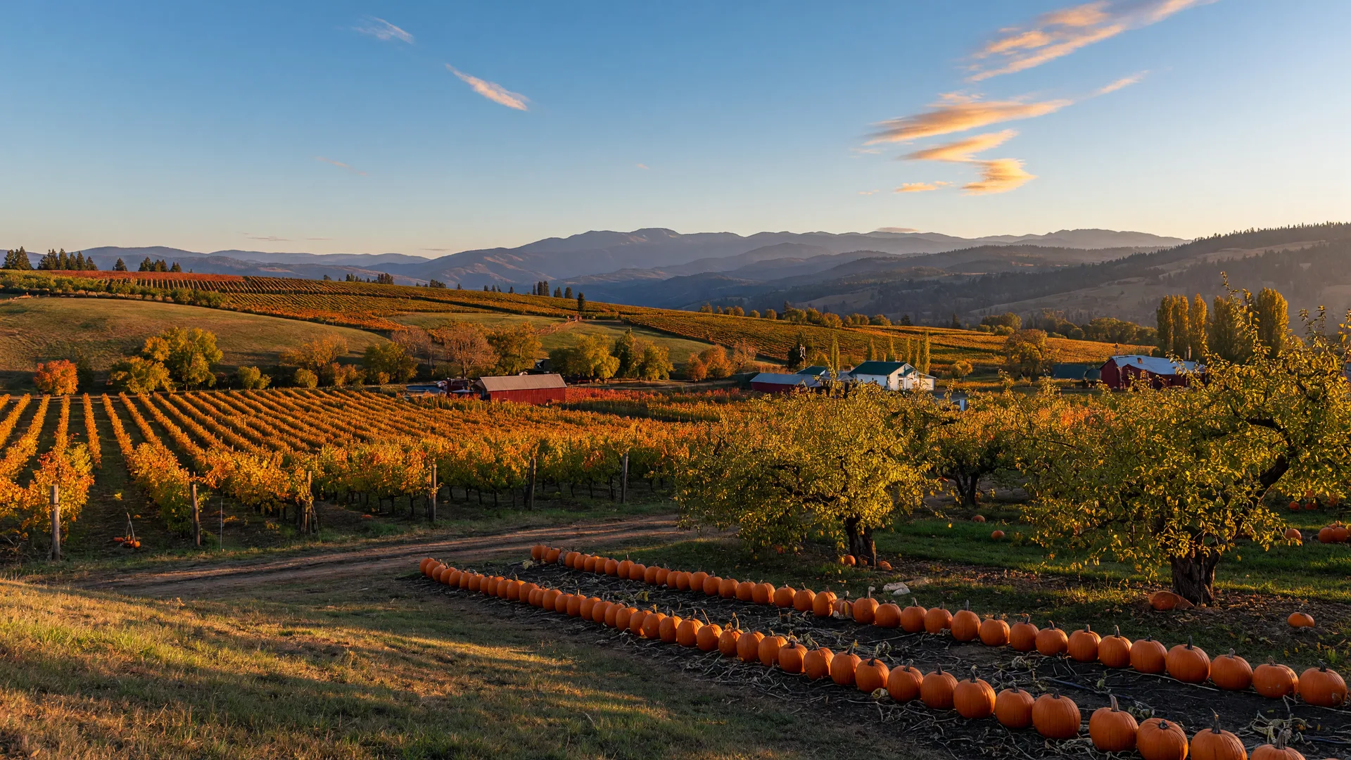 Golden October vineyards and orchards of the Rogue Valley near Medford, Oregon with autumn foliage and blue mountains in the distance