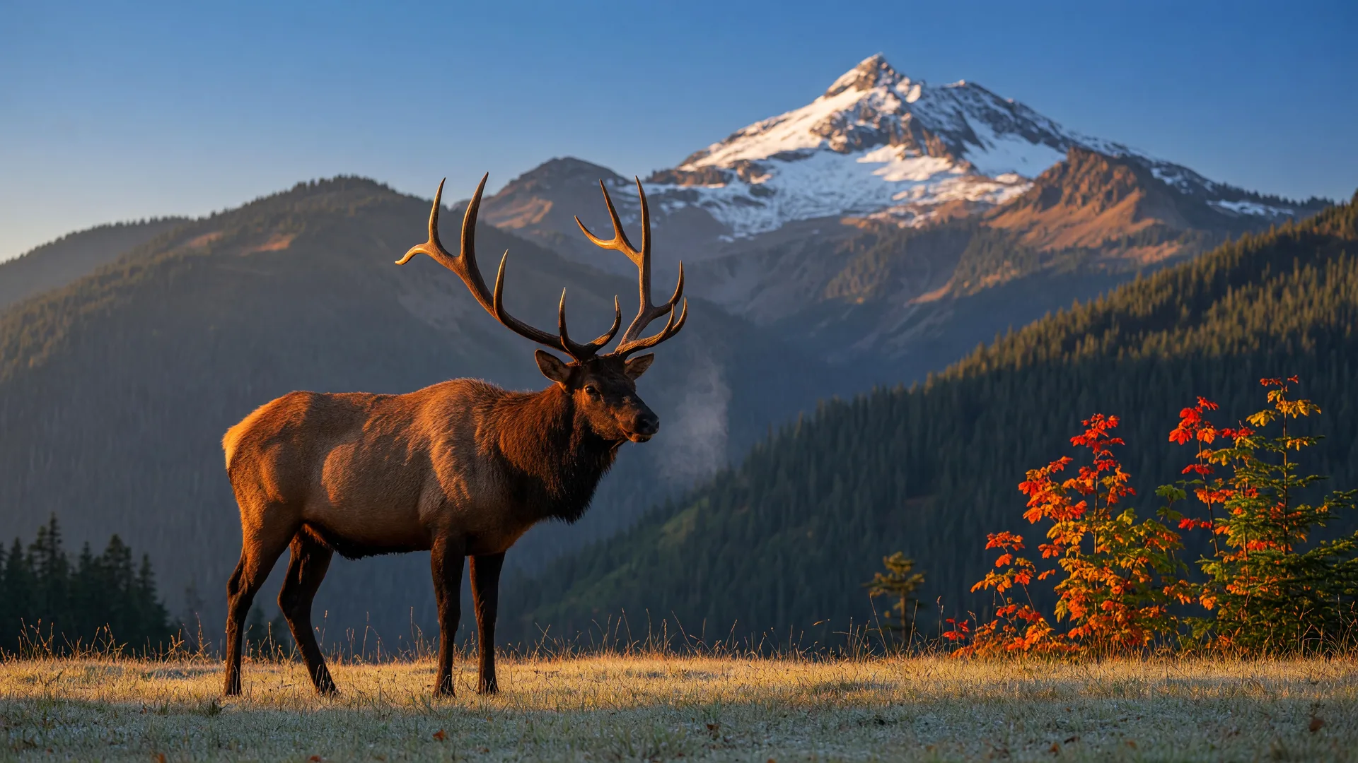Elk bugling season: a scenic drive guide to White Pass country