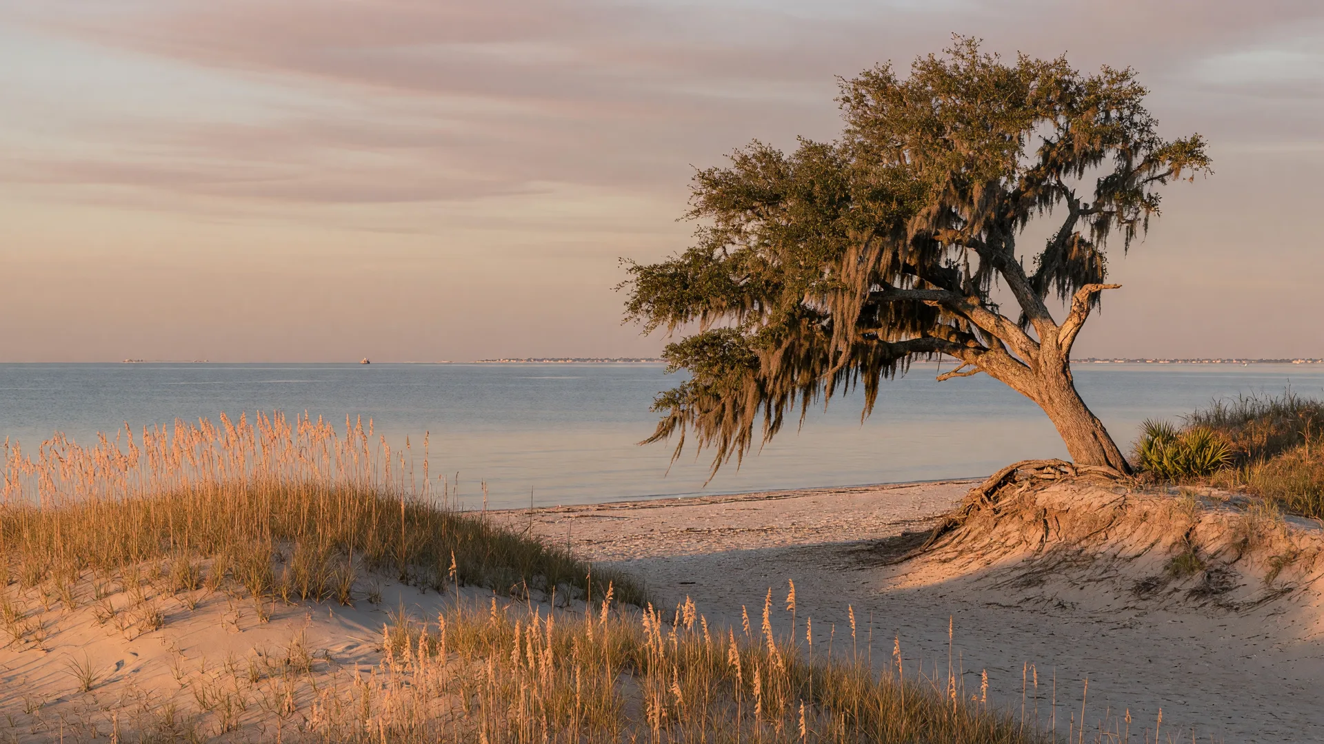 A quiet late-October morning on Biloxi Beach, with golden sea oats on sand dunes in the foreground and a live oak draped in Spanish moss leaning over the shoreline of the Mississippi Sound