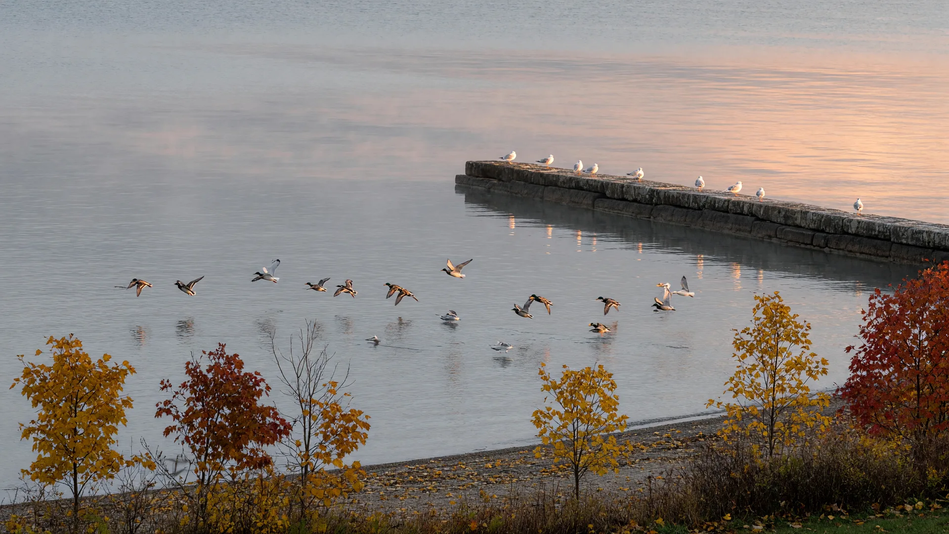 A flock of migrating ducks and gulls low over calm Lake Erie water at dawn, with autumn trees along the Euclid shoreline