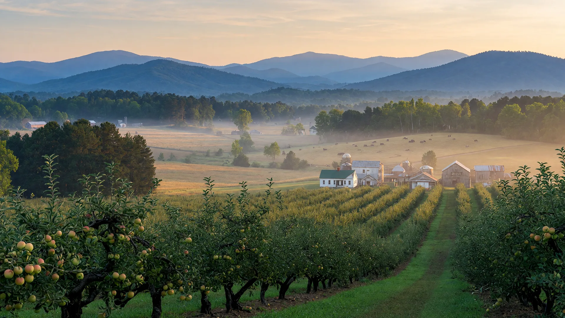 Blue Ridge foothills and an apple orchard in the Habersham County countryside