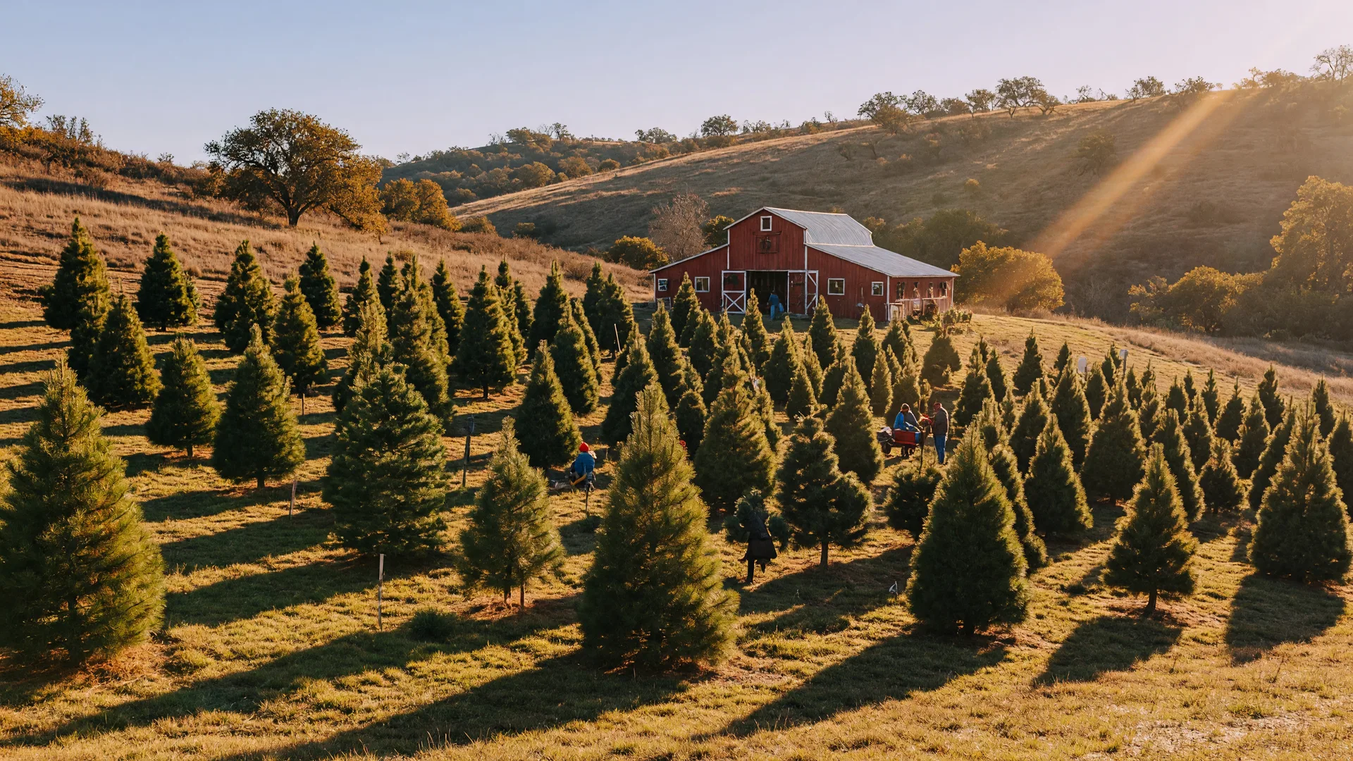 Rows of Monterey pine and fir trees on a choose-and-cut Christmas tree farm at golden hour