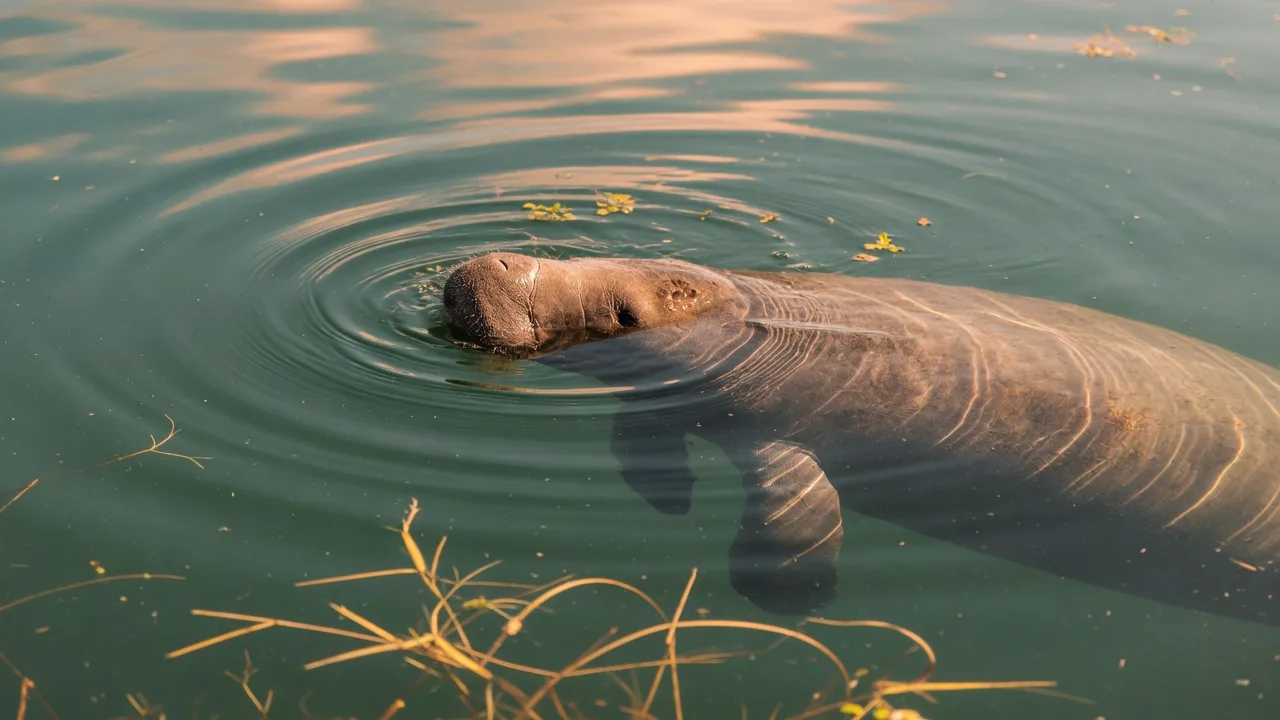Winter Hidden Gems: Manatee Watching, Holiday Lights, and Local Favorites in Sarasota and Venice