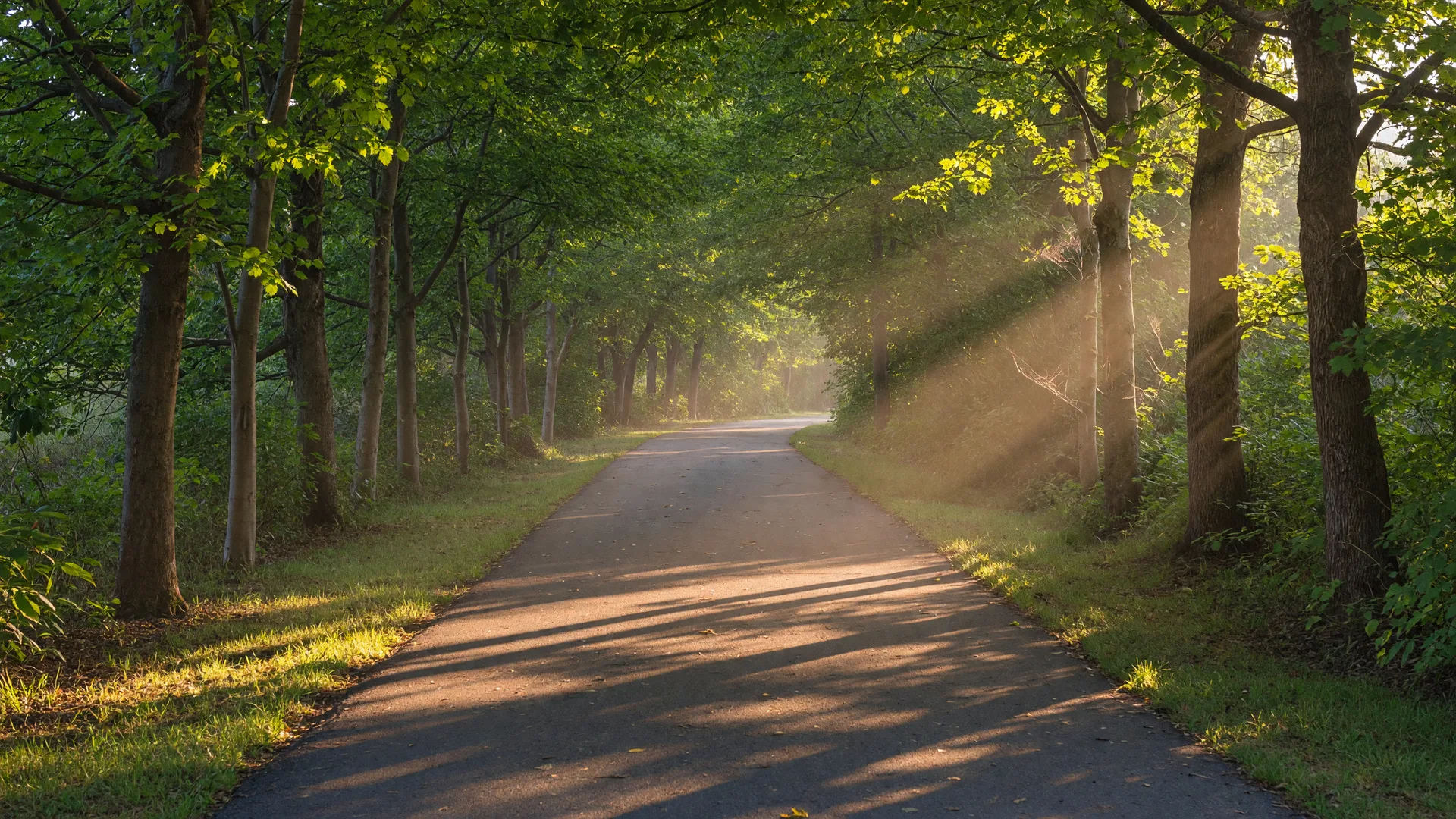 A tree-lined paved walking trail in soft golden morning light