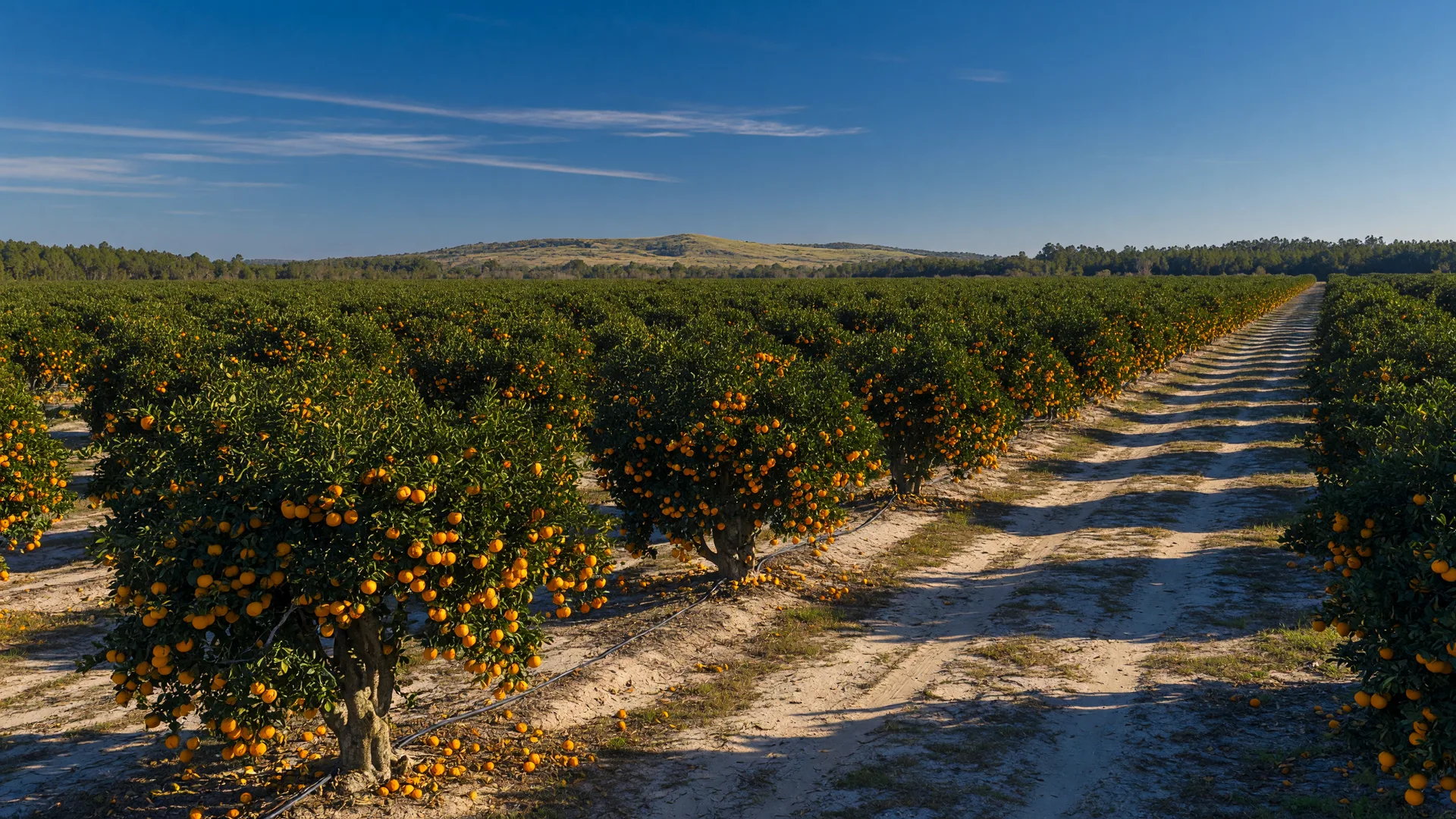 Citrus groves near Frostproof, Florida with rows of orange trees
