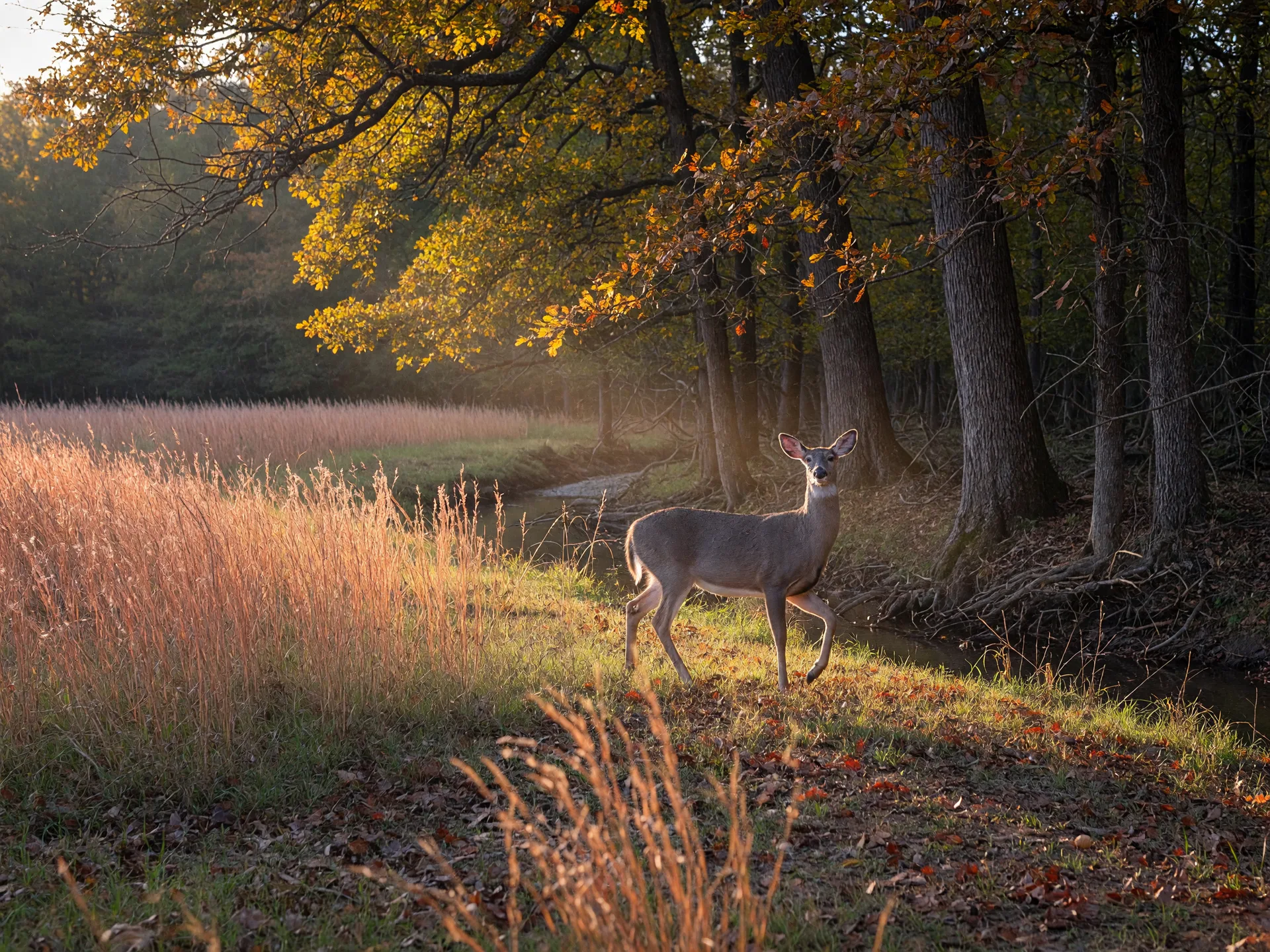A white-tailed deer at the edge of a hardwood creek bottom in Northeast Texas during late afternoon golden hour