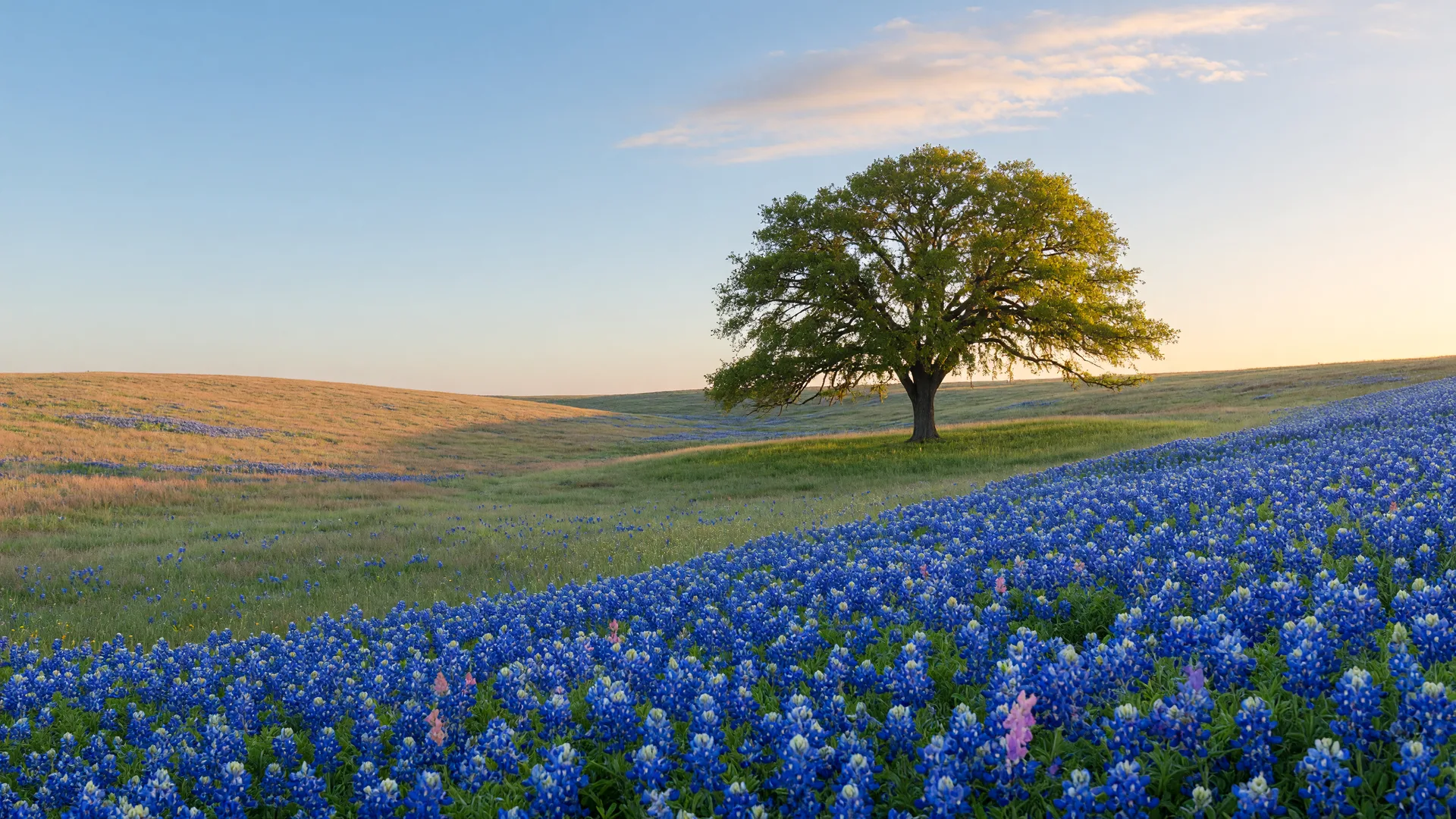 Bluebonnets blooming beneath a live oak on a Hill Country hillside near Boerne