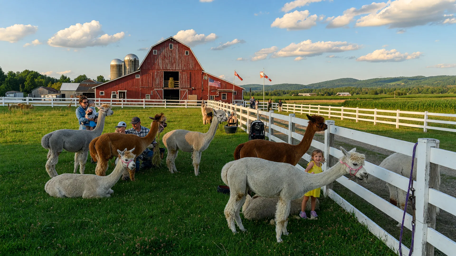Friendly alpacas in a lush green pasture with a red barn and white fence on a sunny afternoon