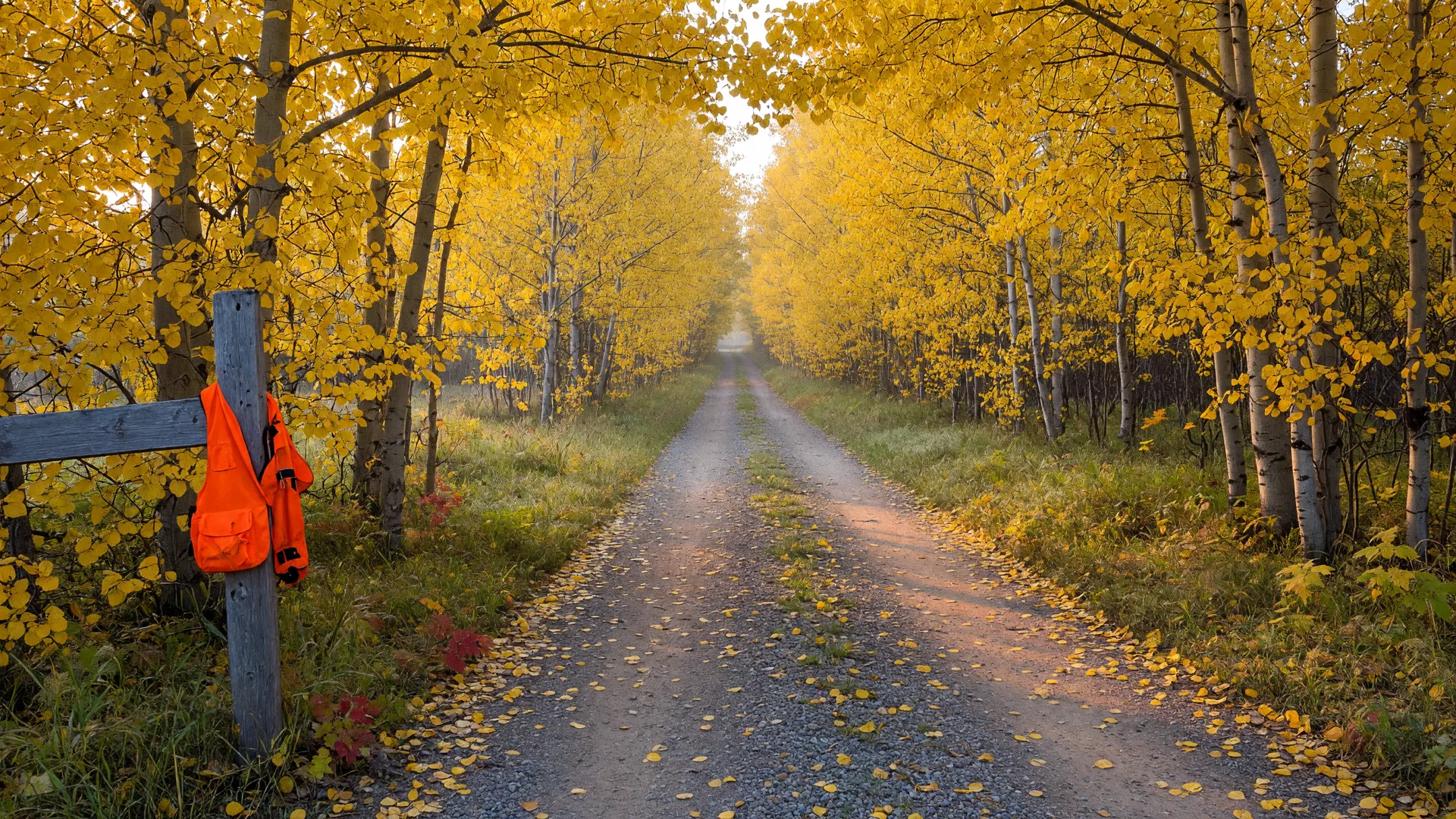A quiet gravel two-track leading into a northern Minnesota hardwood forest on a crisp late-September morning, golden aspen and birch leaves carpeting the path, and a blaze-orange hunting vest on a fence post