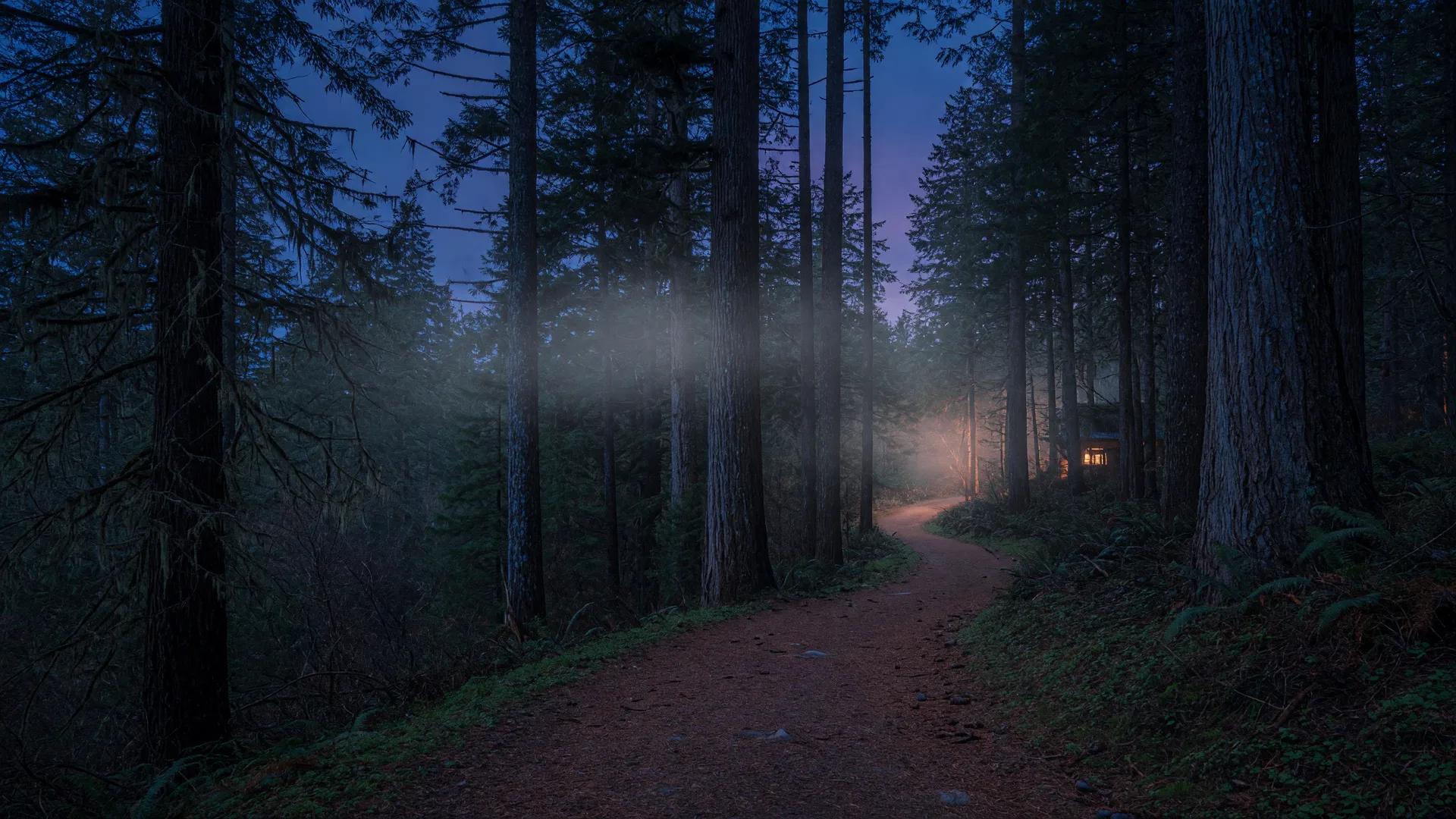 A calm misty forest path curving ahead between tall fir trees at dusk