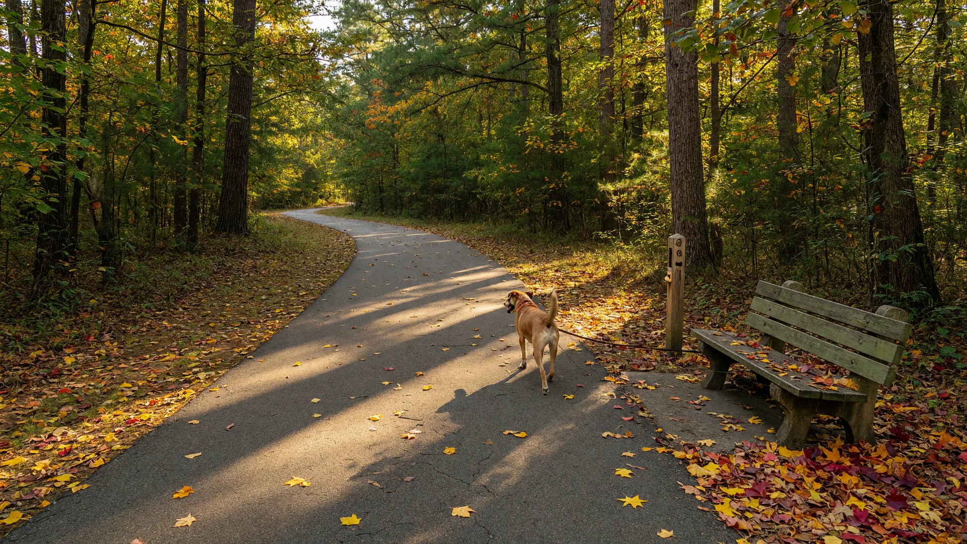 A paved rail trail winding through East Texas trees in autumn with a dog on a leash trotting ahead on the asphalt path
