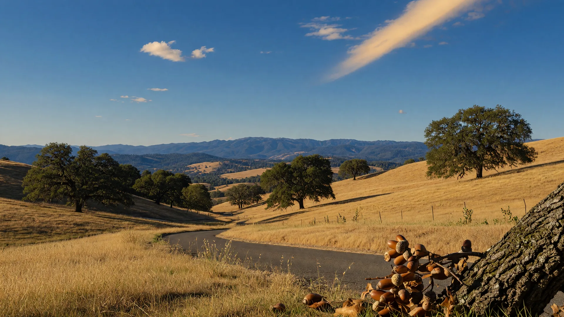 Golden oak-dotted foothills of El Dorado County near Diamond Springs, California