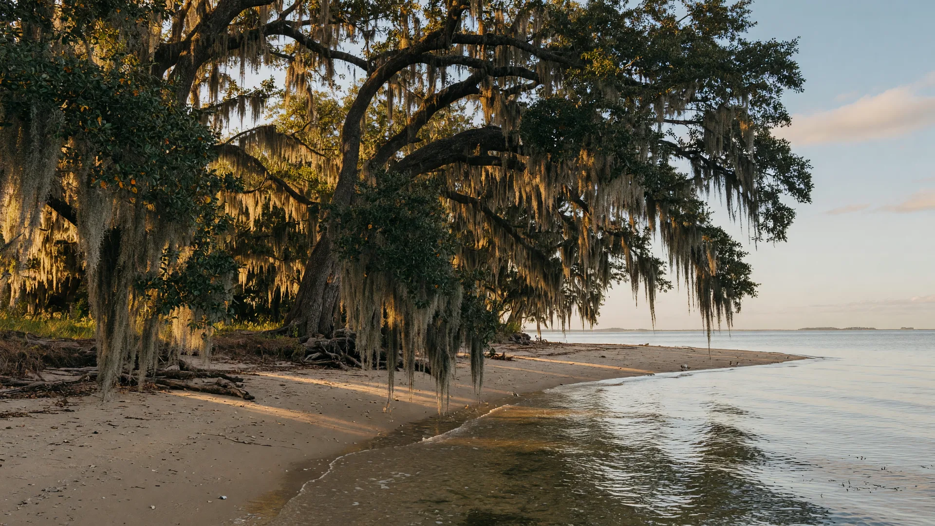Live oaks draped in Spanish moss framing the calm waters of the Mississippi Sound