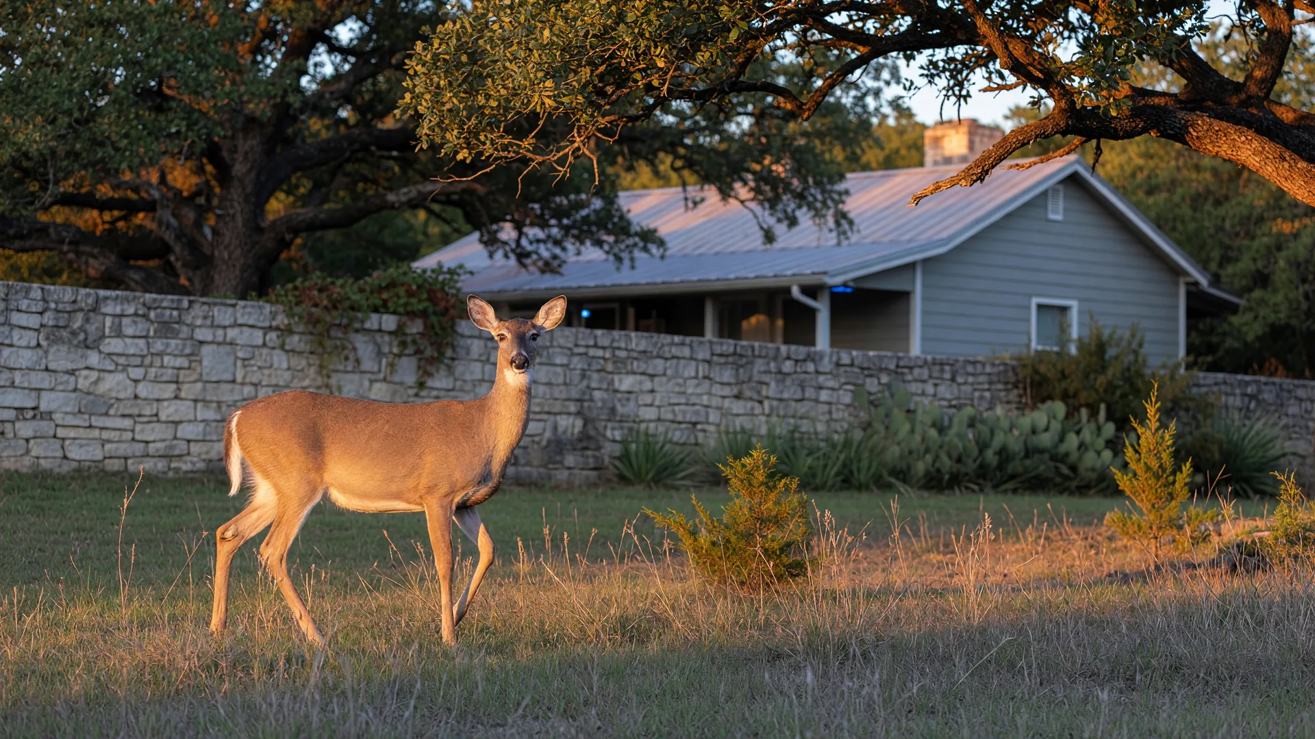 Wildlife You Didn't Sign Up For: A First-Year Field Guide to Texas Hill Country Fauna
