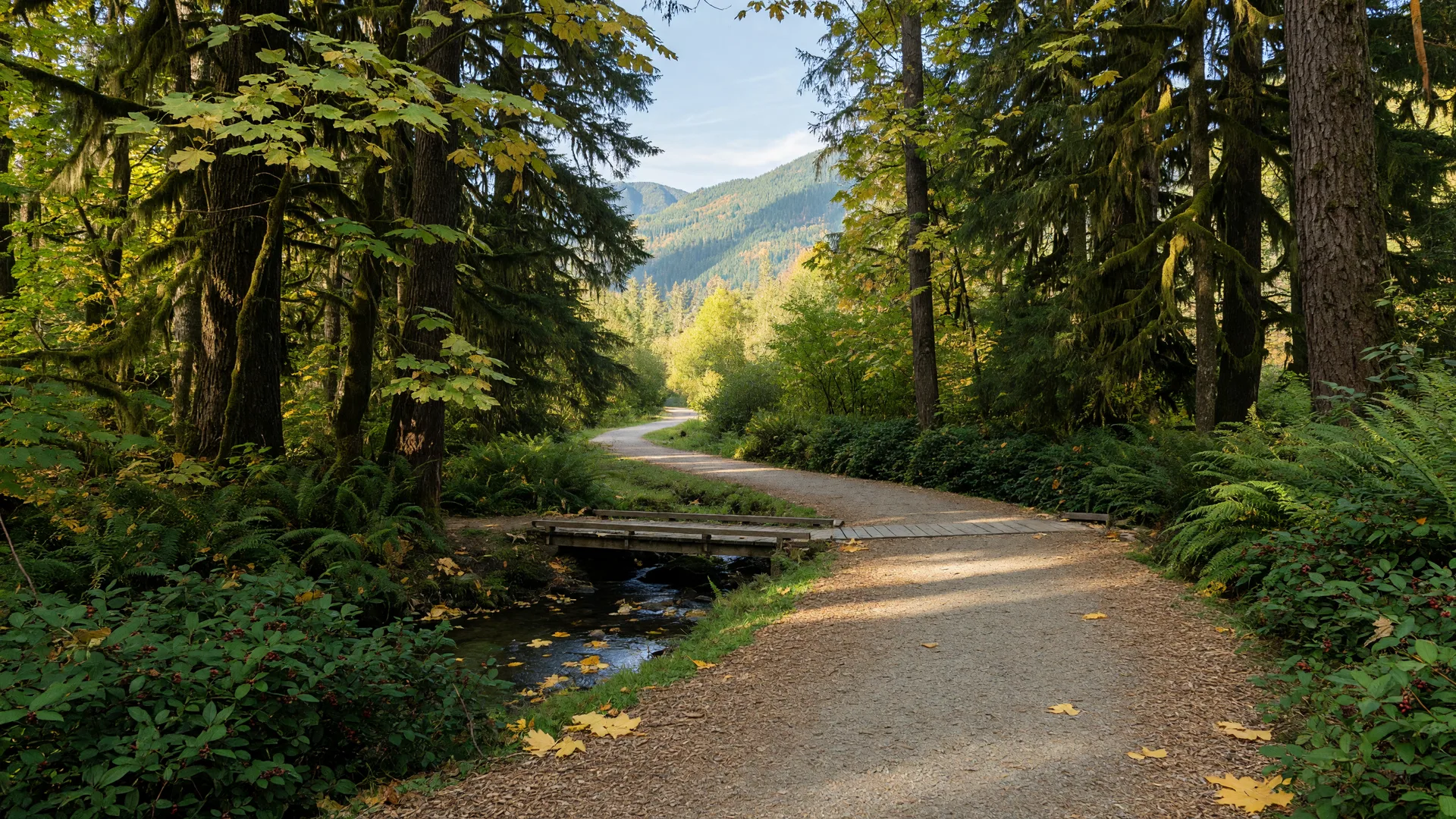 Sunlit forest trail with a small boardwalk winding through mossy Douglas firs near Portland