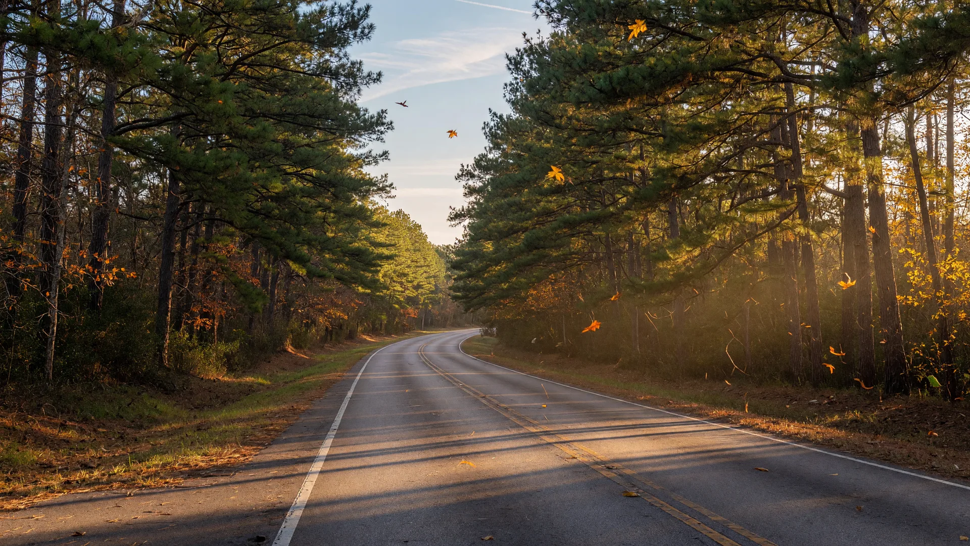 A quiet two-lane Texas road winding through tall pine trees near New Caney at golden hour, a typical off-peak Northeast Houston commute