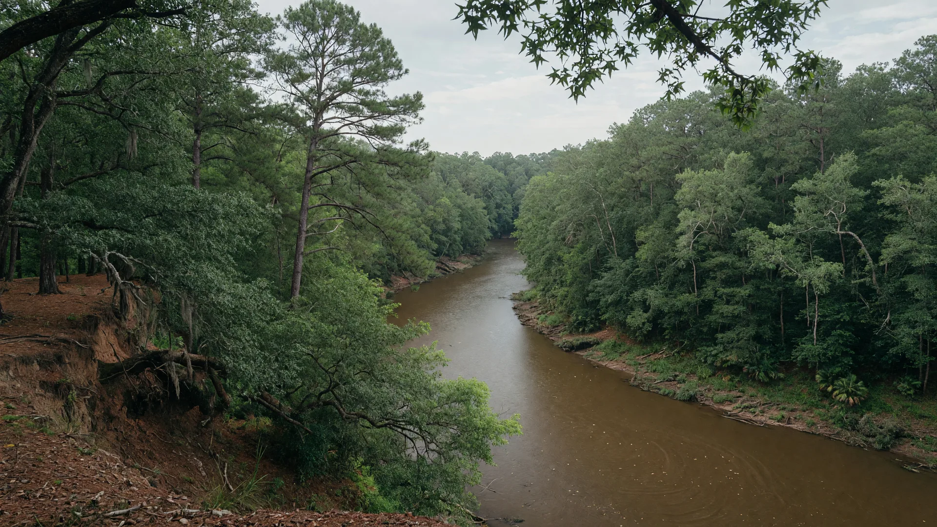 Winding brown Savannah River through dense Southern forest under soft overcast light, showing the landscape before Lake Hartwell existed