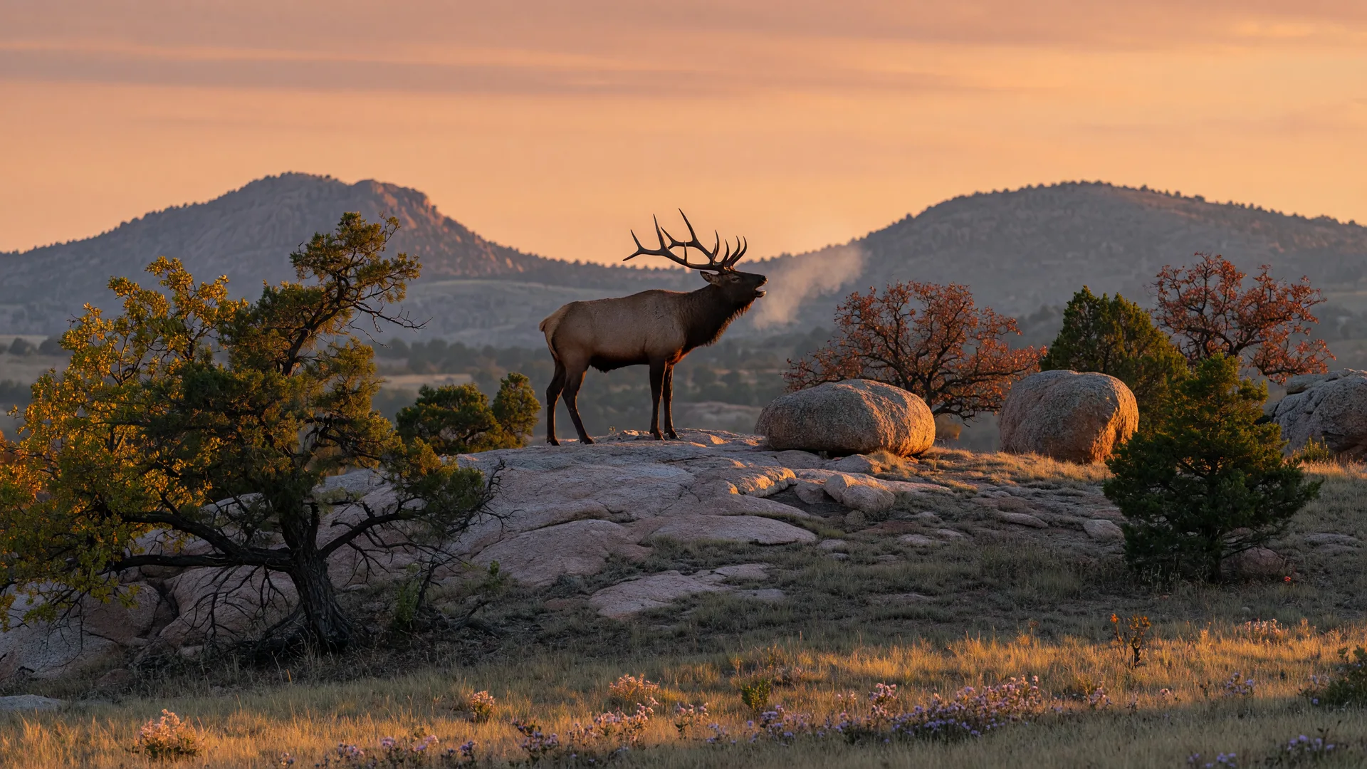 Elk Rut Season in the Wichita Mountains: When and Where to See Bugling Elk (2026)