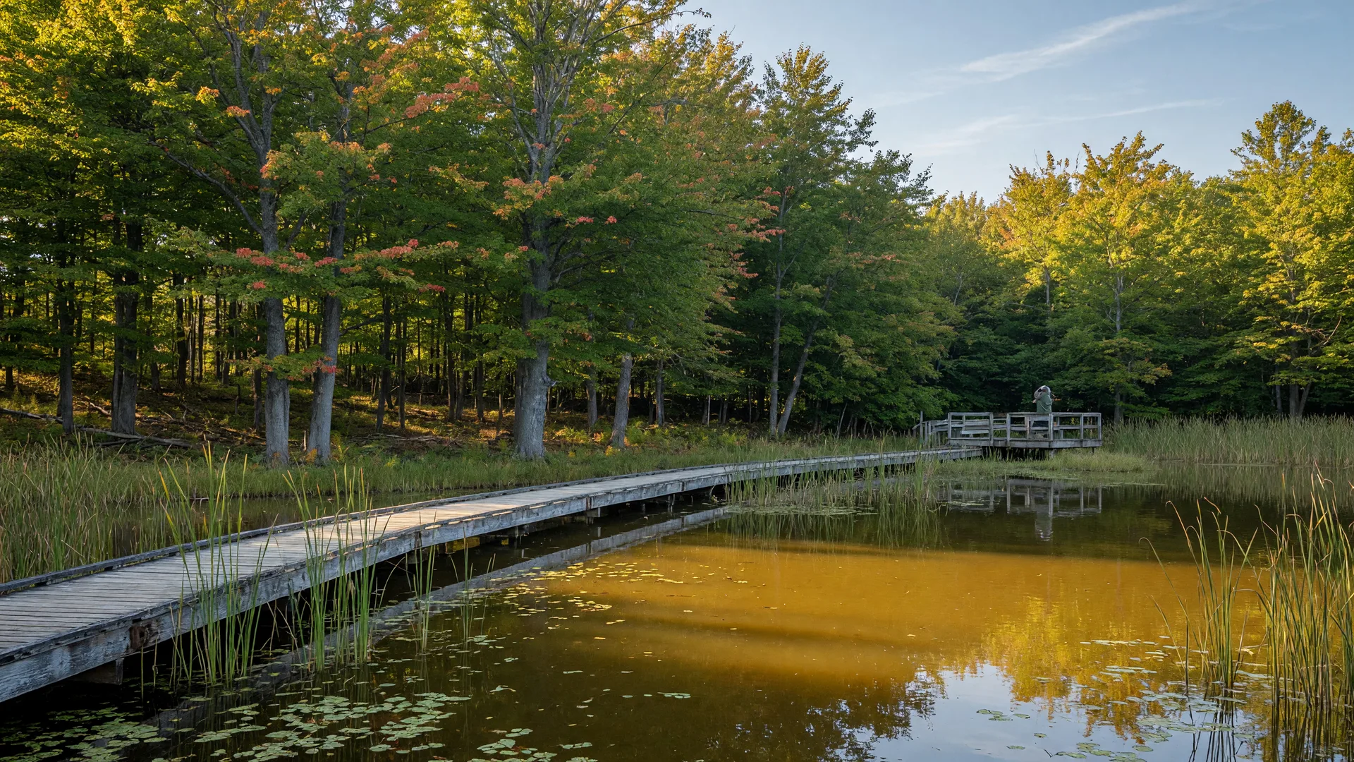 A weathered wooden boardwalk crossing a still amber pond edged with cattails at Seven Ponds Nature Center in Dryden, Michigan, with golden light filtering through a beech and maple forest