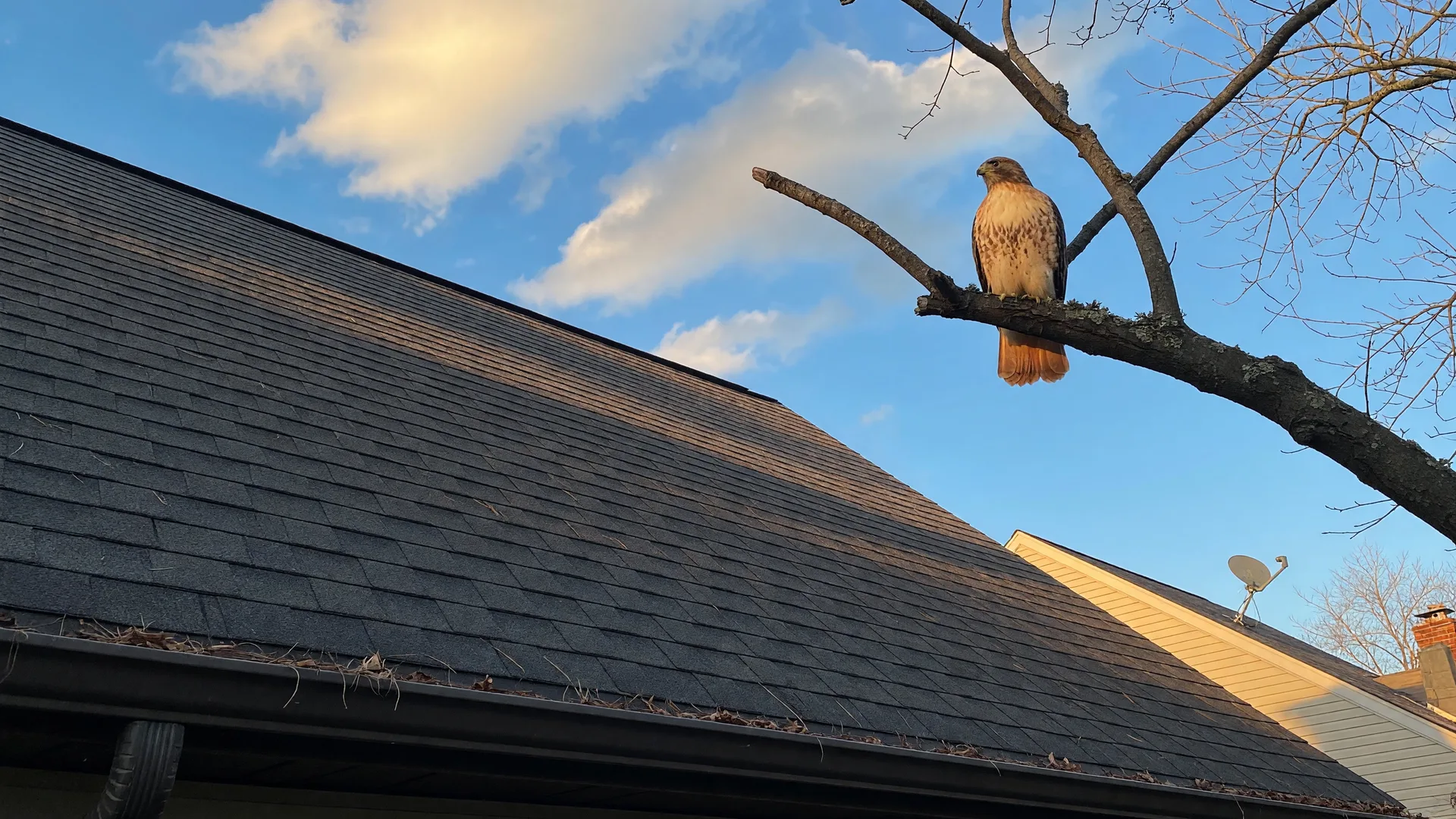 A low-angle view of a residential roof with asphalt shingles against a blue sky, with a tree branch framing the edge in warm afternoon light