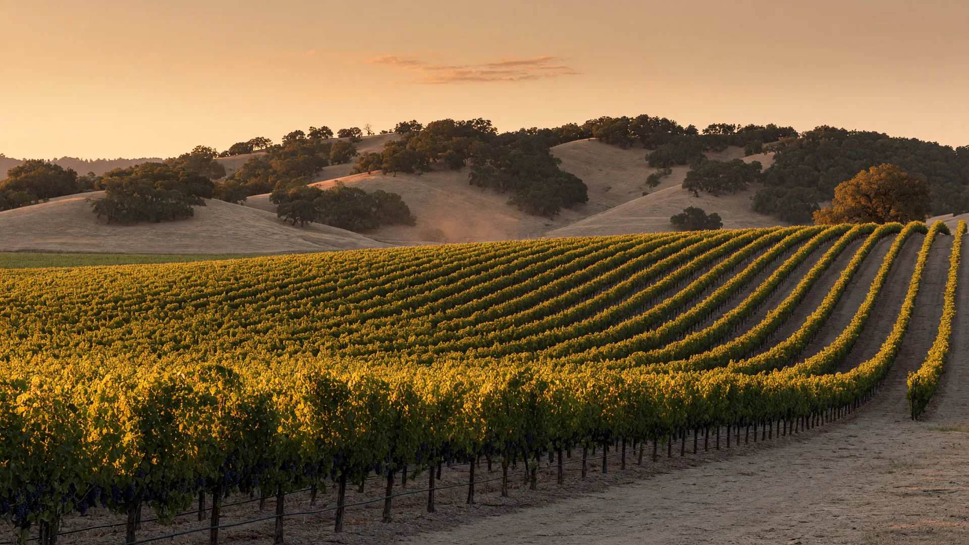 Wente Vineyards: Five Generations of Family Winemaking in Livermore