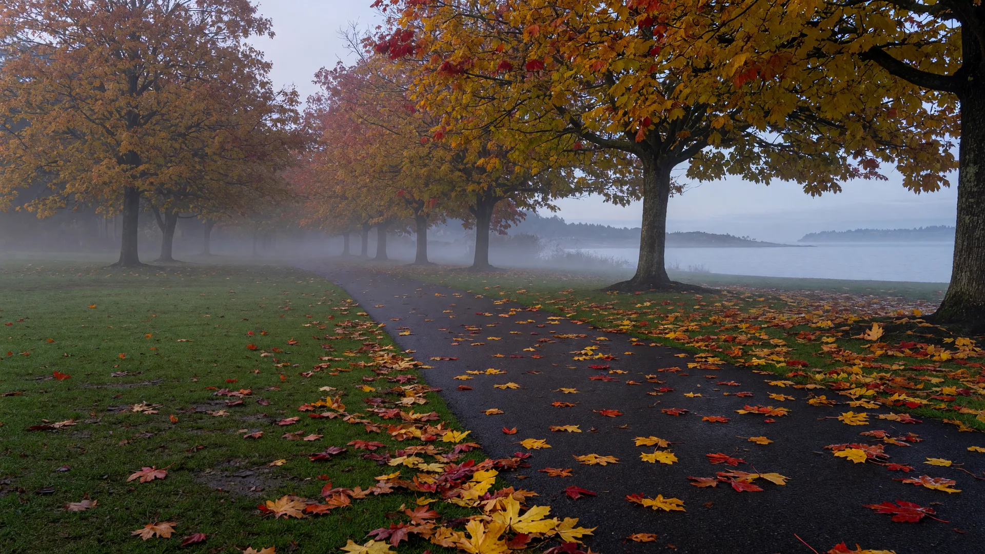 A misty November morning walking path under golden maples in a Victoria park