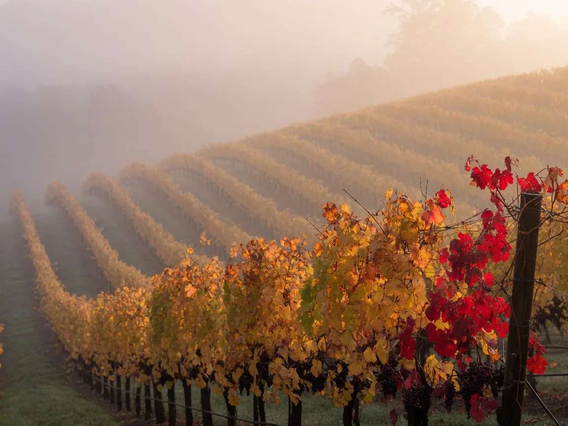 Autumn vineyard rows in amber and gold with crimson vine maples at the edge of the frame